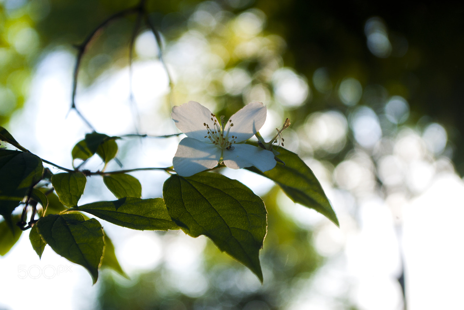 Pentax K-m (K2000) sample photo. Thin matter photography