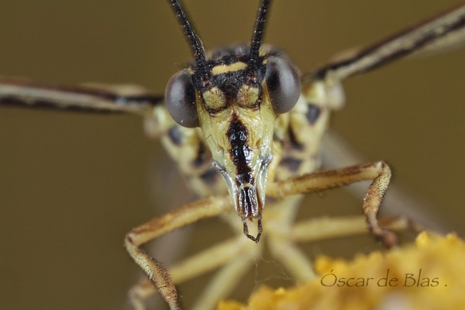 Canon MP-E 65mm F2.5 1-5x Macro Photo sample photo. Nemoptera bipennis face.  photography