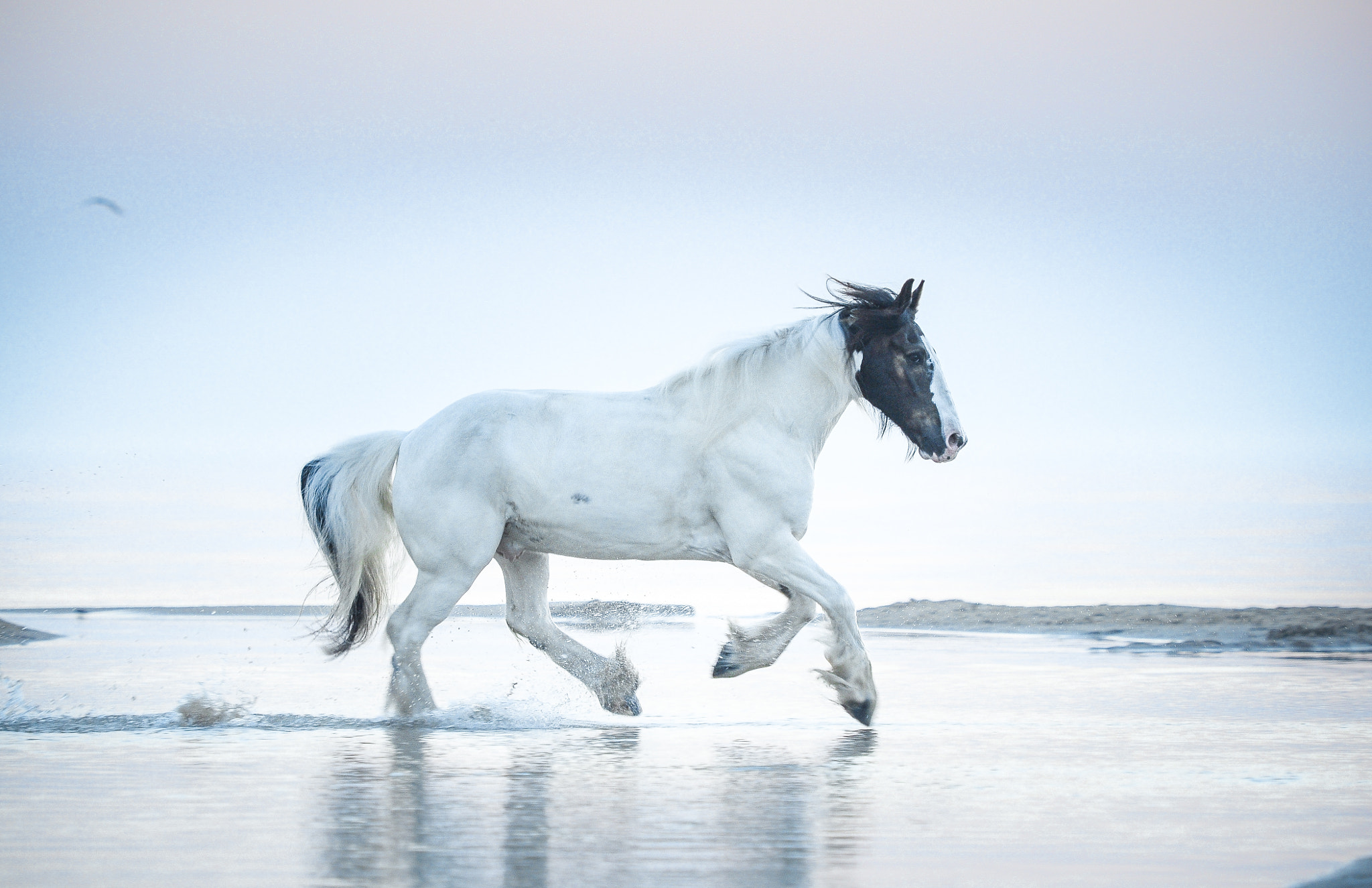 Nikon AF-S Nikkor 70-200mm F2.8G ED VR II sample photo. Wild and free photography