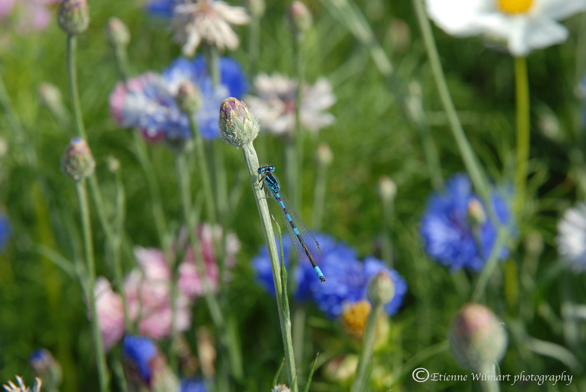 Nikon AF Nikkor 24-85mm F2.8-4D IF sample photo. Dragonfly - libellule photography