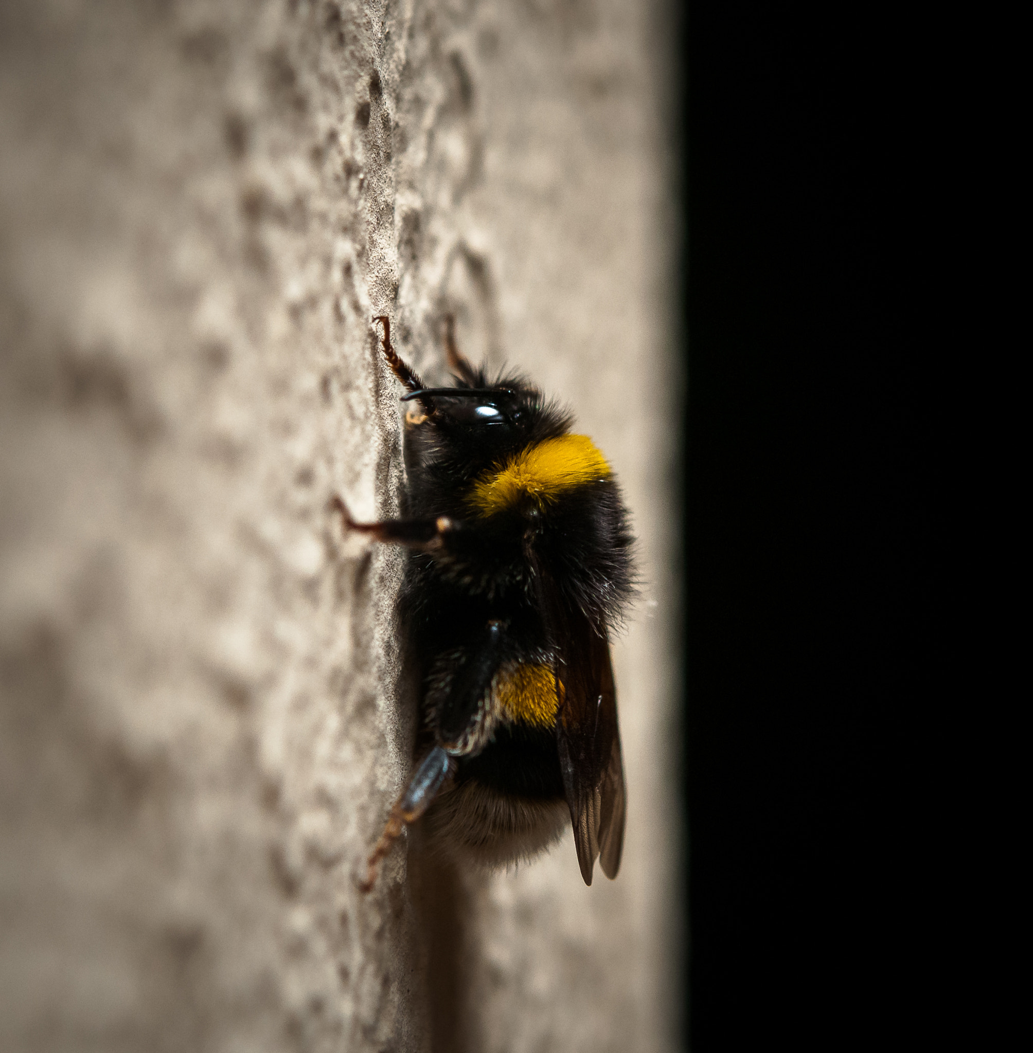 Nikon AF-S Micro-Nikkor 60mm F2.8G ED sample photo. Bumblebee photography