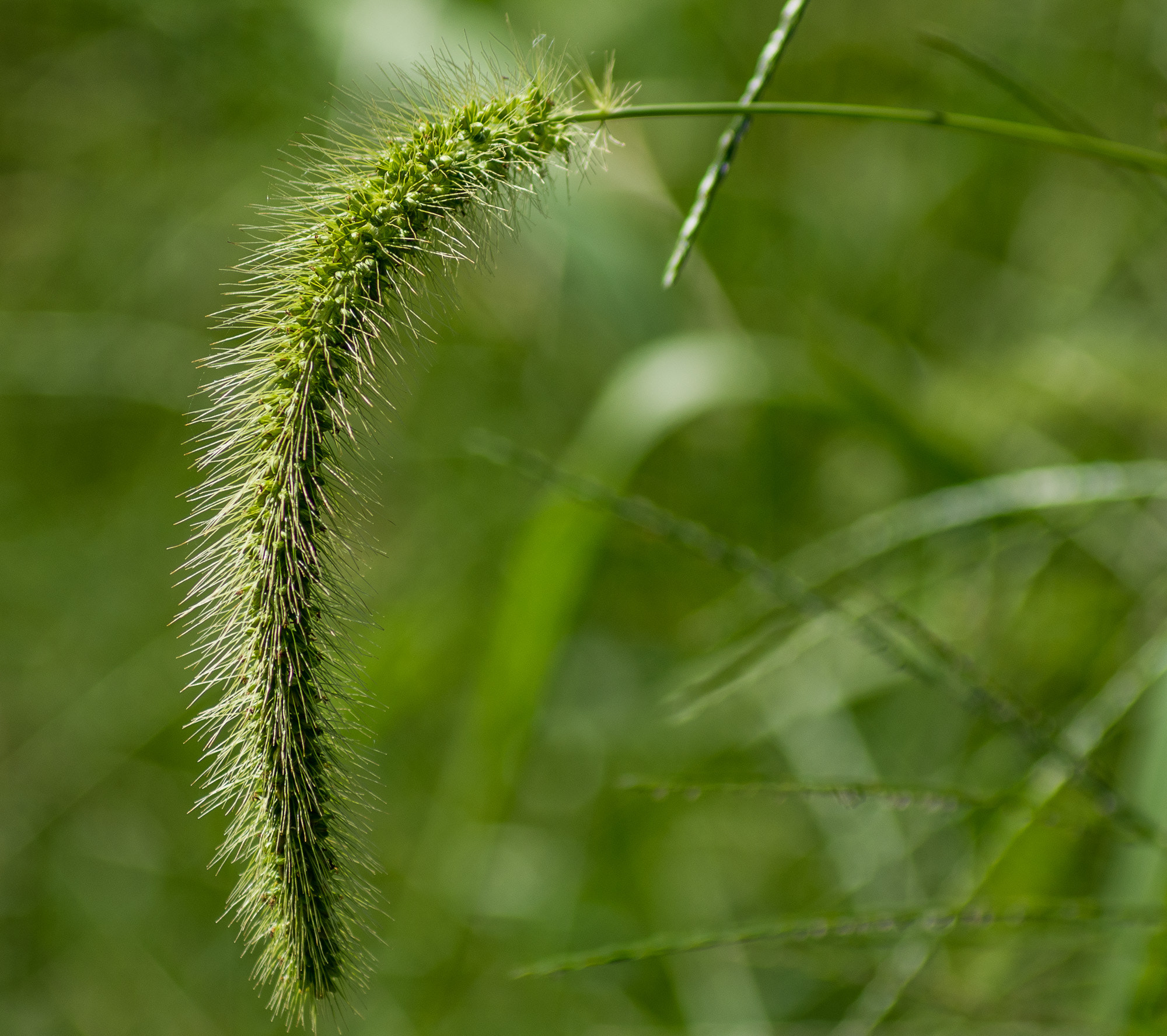 Pentax K-5 II sample photo. Grass seed photography