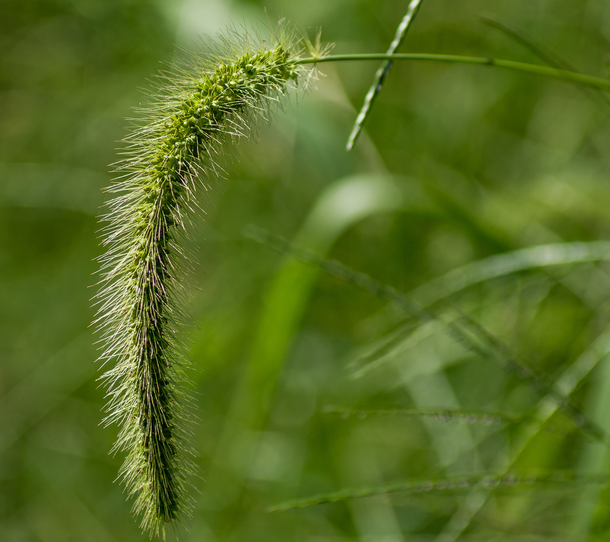 Pentax K-5 II + A Series Lens sample photo. Grass seed photography