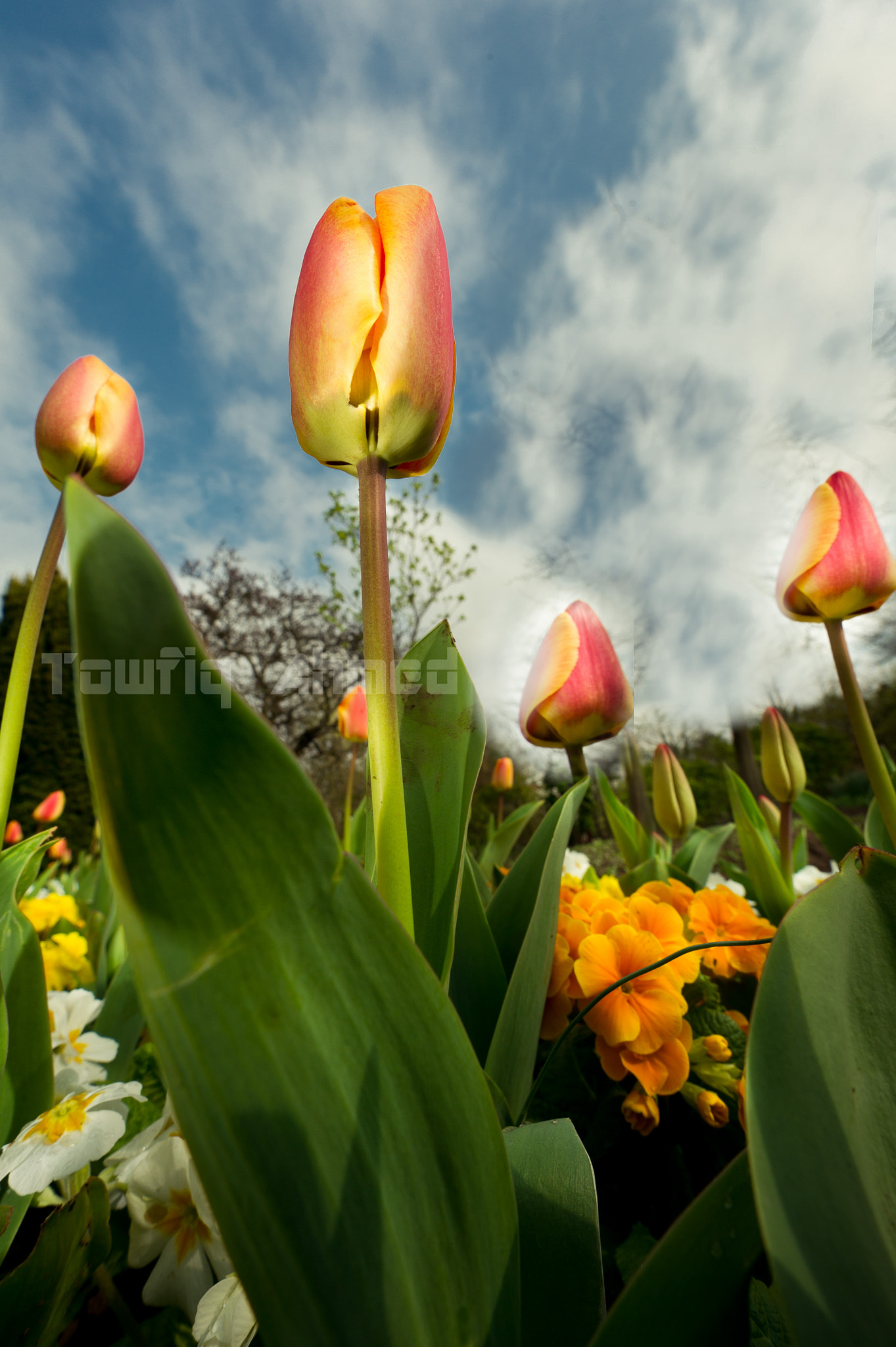 Nikon D3S sample photo. Sky flowers photography