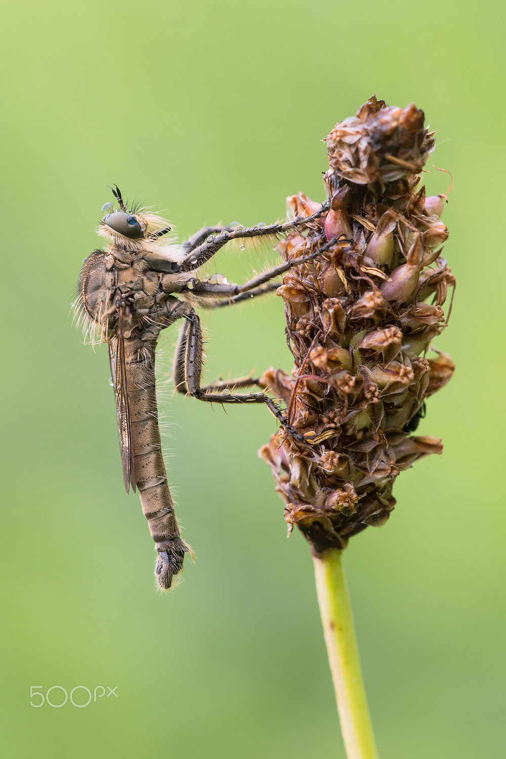 Nikon D500 + Sigma 150mm F2.8 EX DG Macro HSM sample photo. Robber fly photography