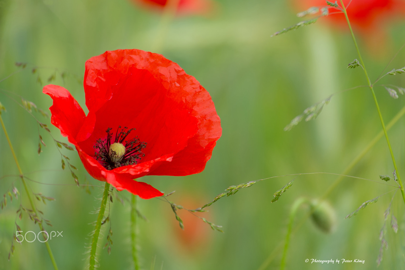 Fujifilm X-Pro1 + Fujifilm XC 50-230mm F4.5-6.7 OIS sample photo. Poppy in field photography