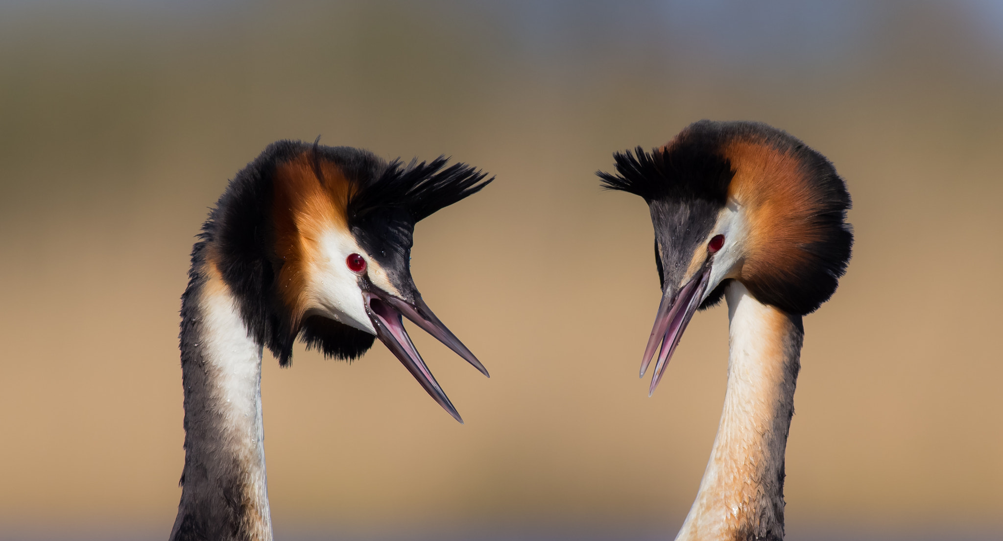 Canon EOS 6D + Canon EF 400mm F5.6L USM sample photo. Ausuotasis kragas (podiceps cristatus) great crested grebe photography