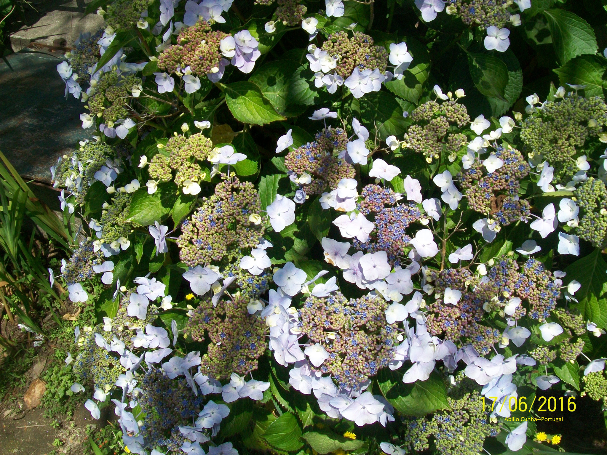 Kodak EasyShare C913 sample photo. As hortências de jardim portugal photography