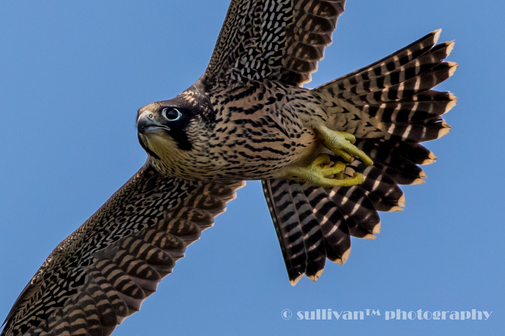 Canon EOS 7D Mark II + Canon EF 400mm F5.6L USM sample photo. Peregrine falcon photography