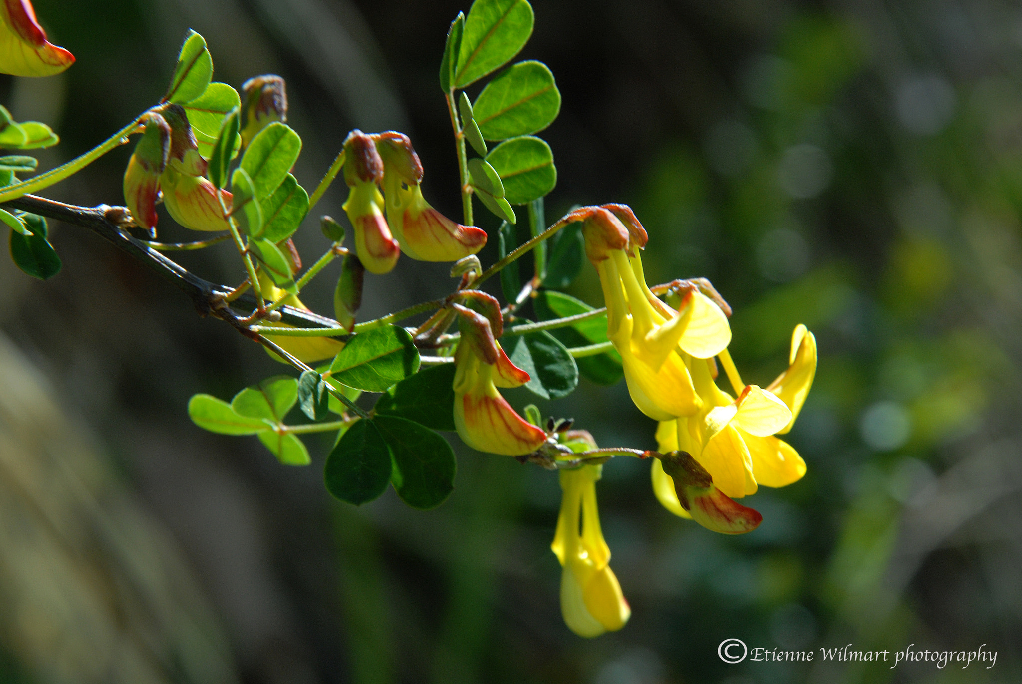 Nikon AF Nikkor 24-85mm F2.8-4D IF sample photo. Flowers broom - fleurs de genêt photography
