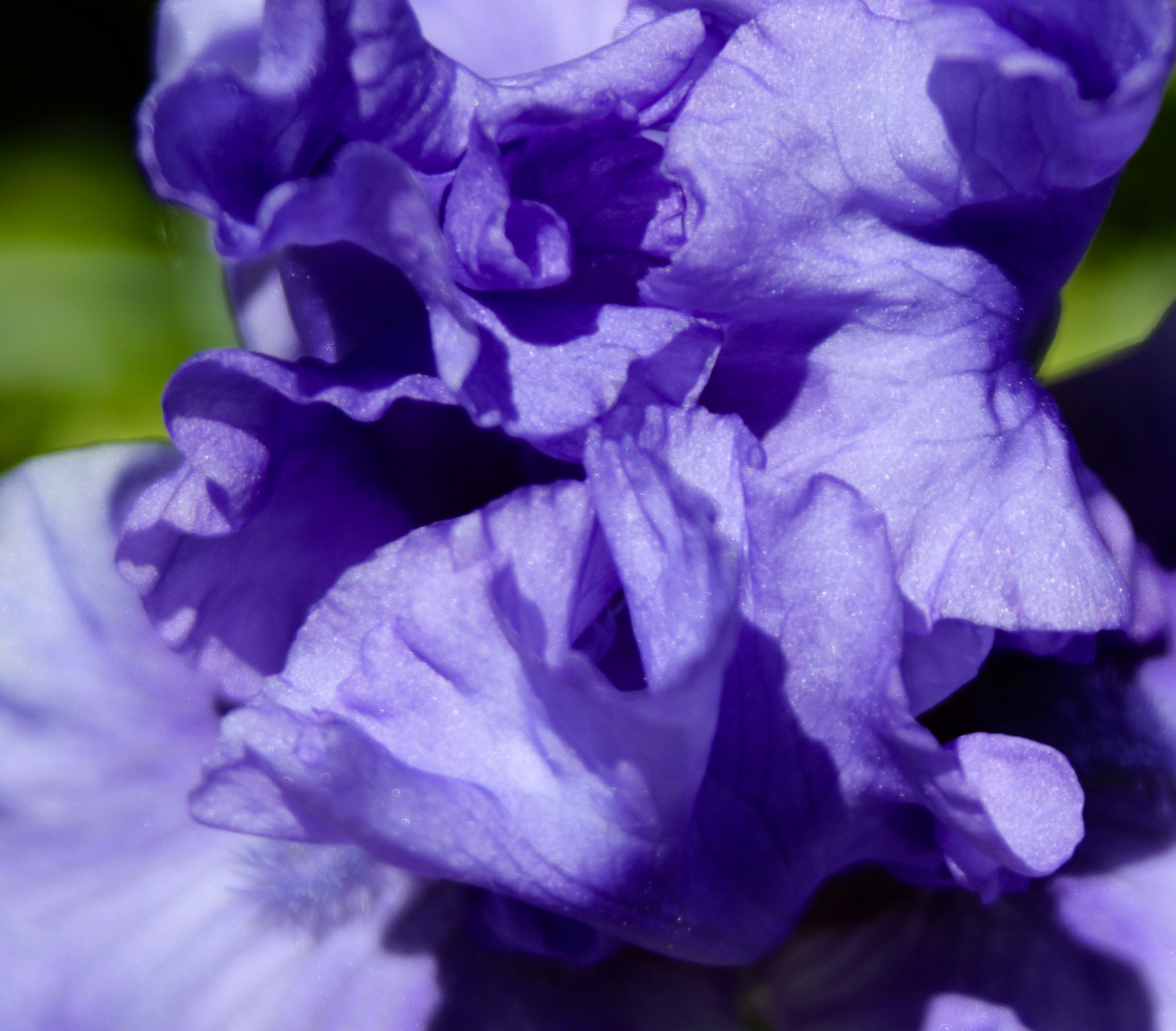 Canon EOS 600D (Rebel EOS T3i / EOS Kiss X5) + Sigma 28-80mm f/3.5-5.6 II Macro sample photo. Purple iris photography