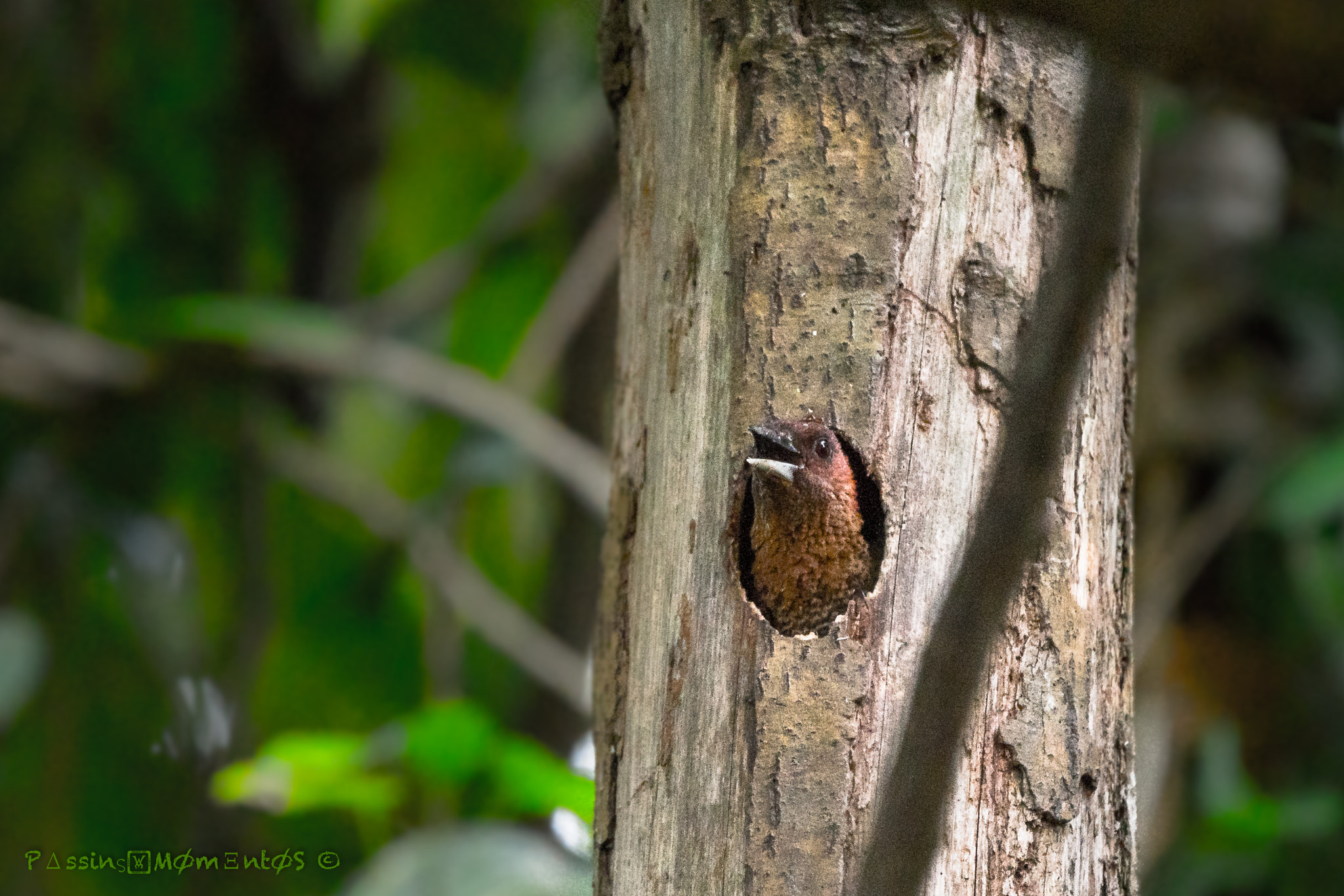 Sony a7R II + Tamron SP 150-600mm F5-6.3 Di VC USD sample photo. Female banded woodpecker photography