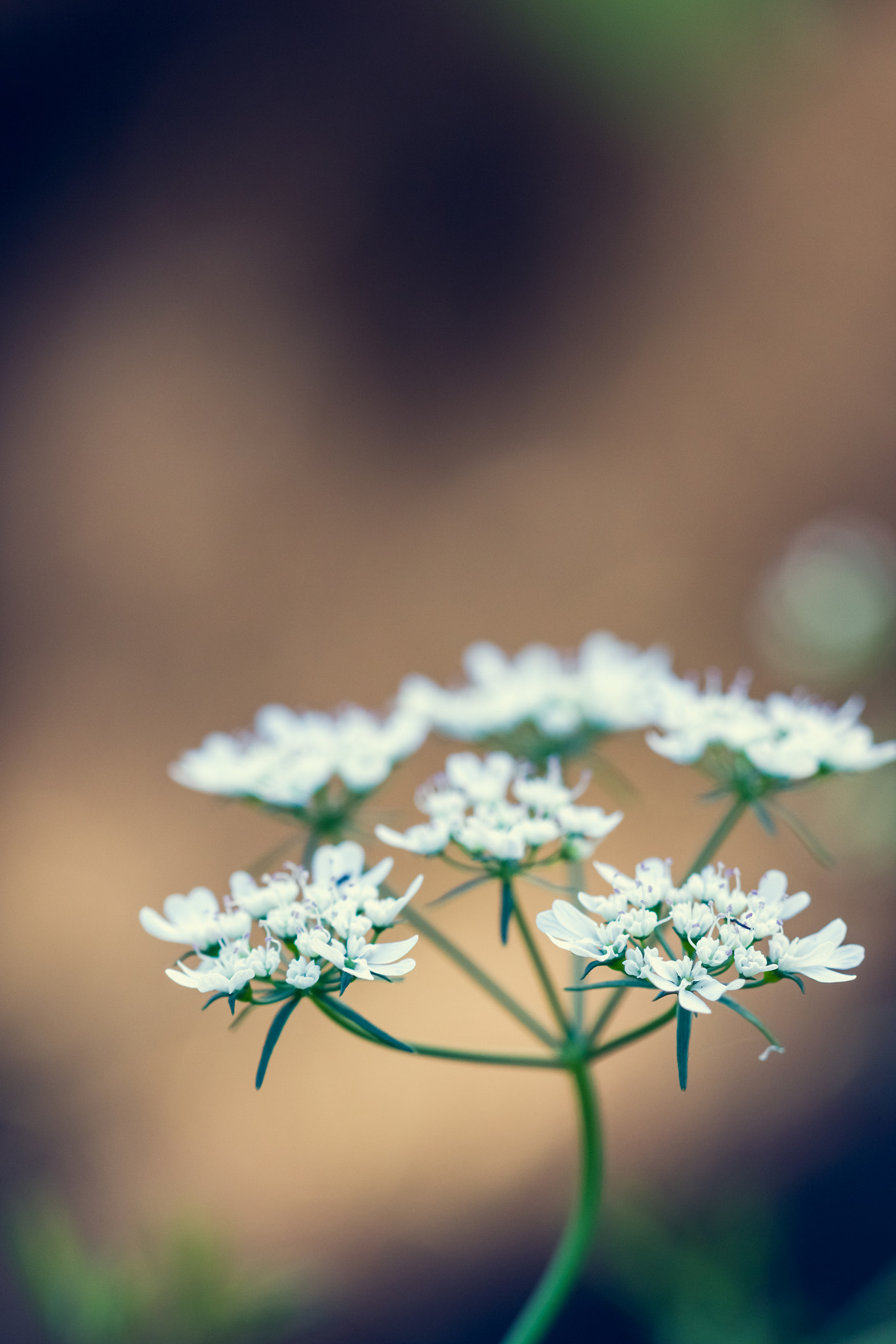 Canon EF 100mm F2.8 Macro USM sample photo. Cilantro photography