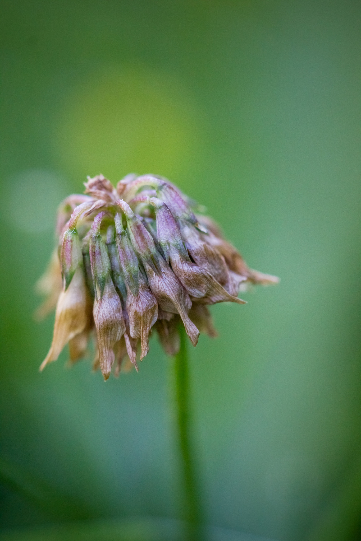 Canon EF 100mm F2.8 Macro USM sample photo. Clover photography