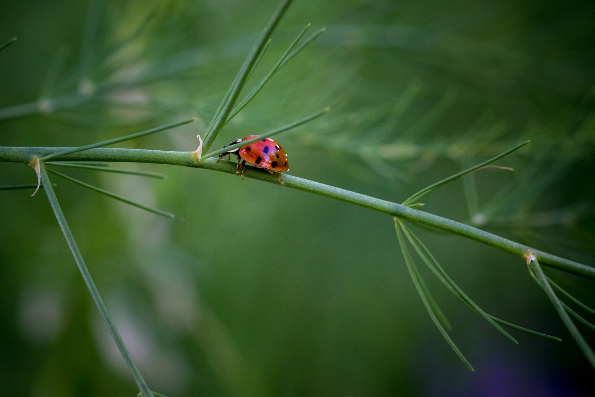 Canon EF 100mm F2.8 Macro USM sample photo. Lady bug photography