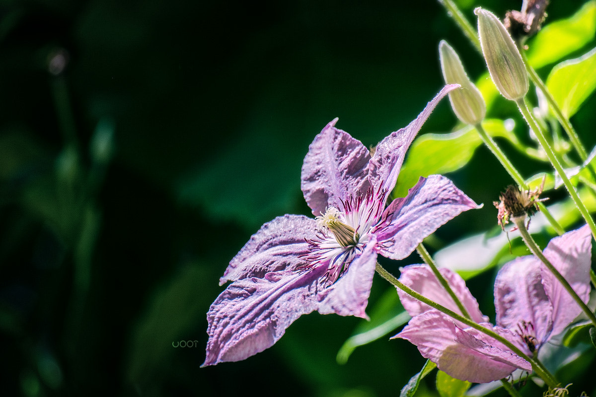 Fujifilm X-E1 + Fujifilm XC 50-230mm F4.5-6.7 OIS sample photo. *** photography