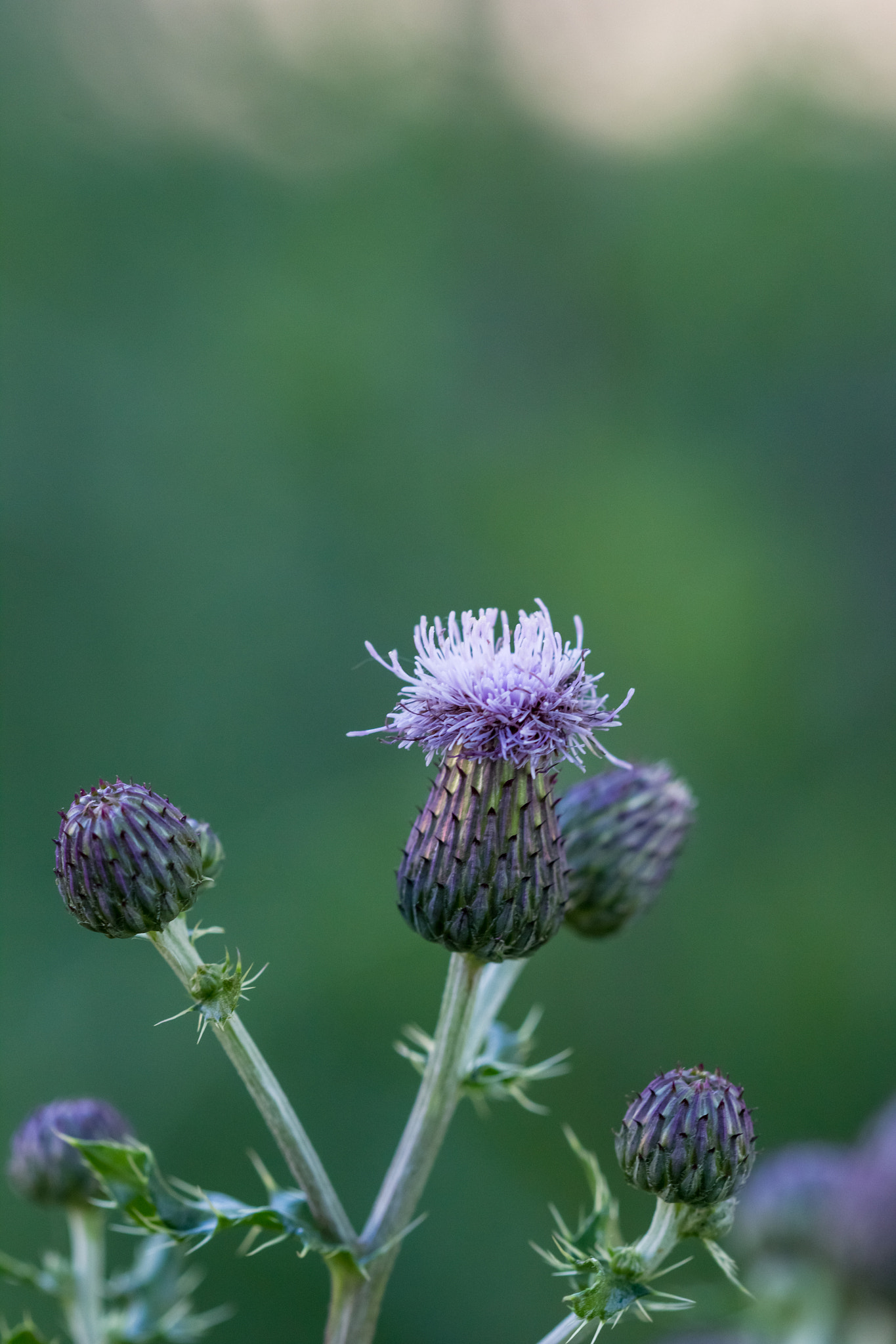 Canon EF 100mm F2.8 Macro USM sample photo. More thistle photography