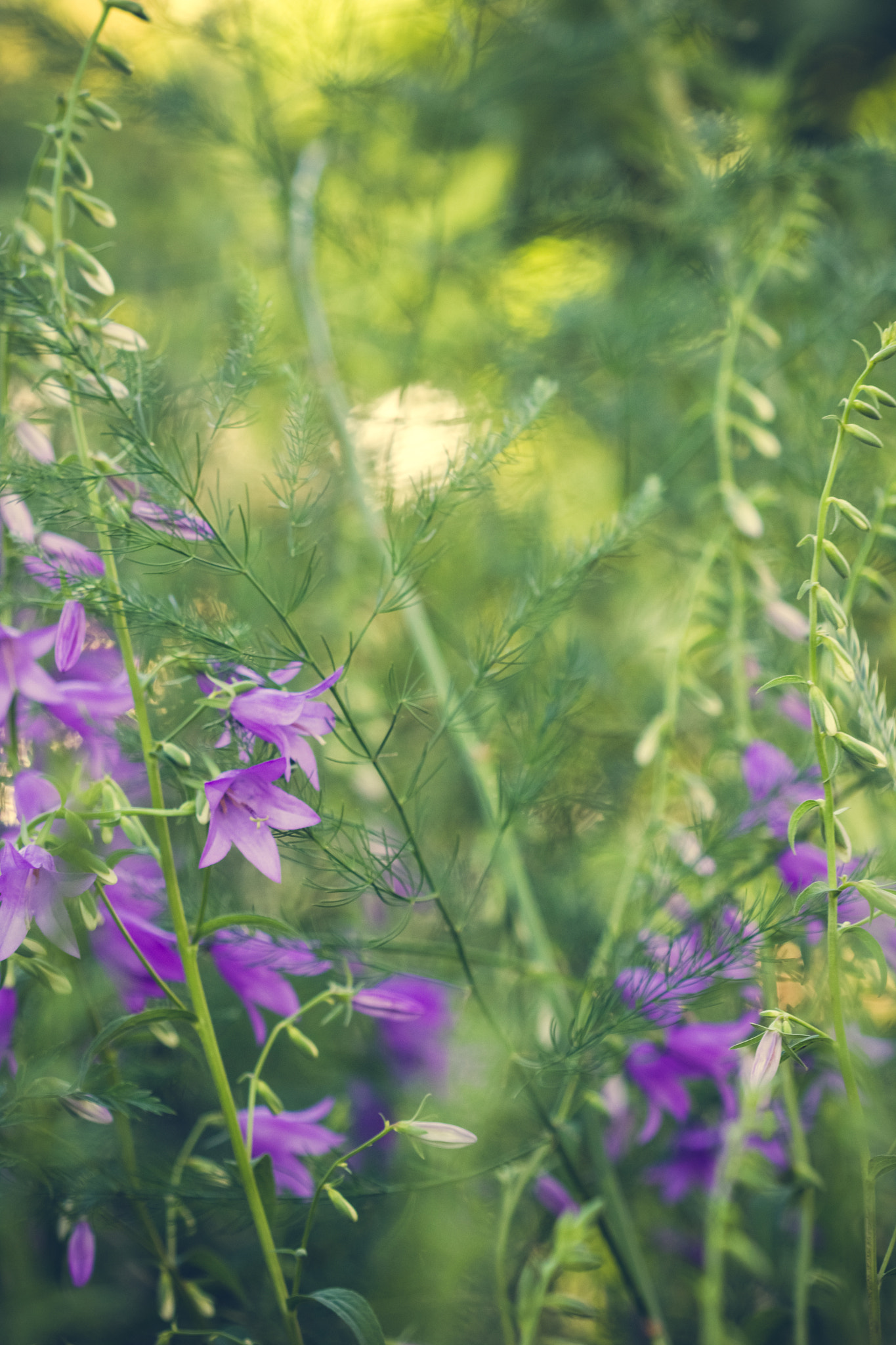 Canon EF 100mm F2.8 Macro USM sample photo. Pretty purple in garden photography