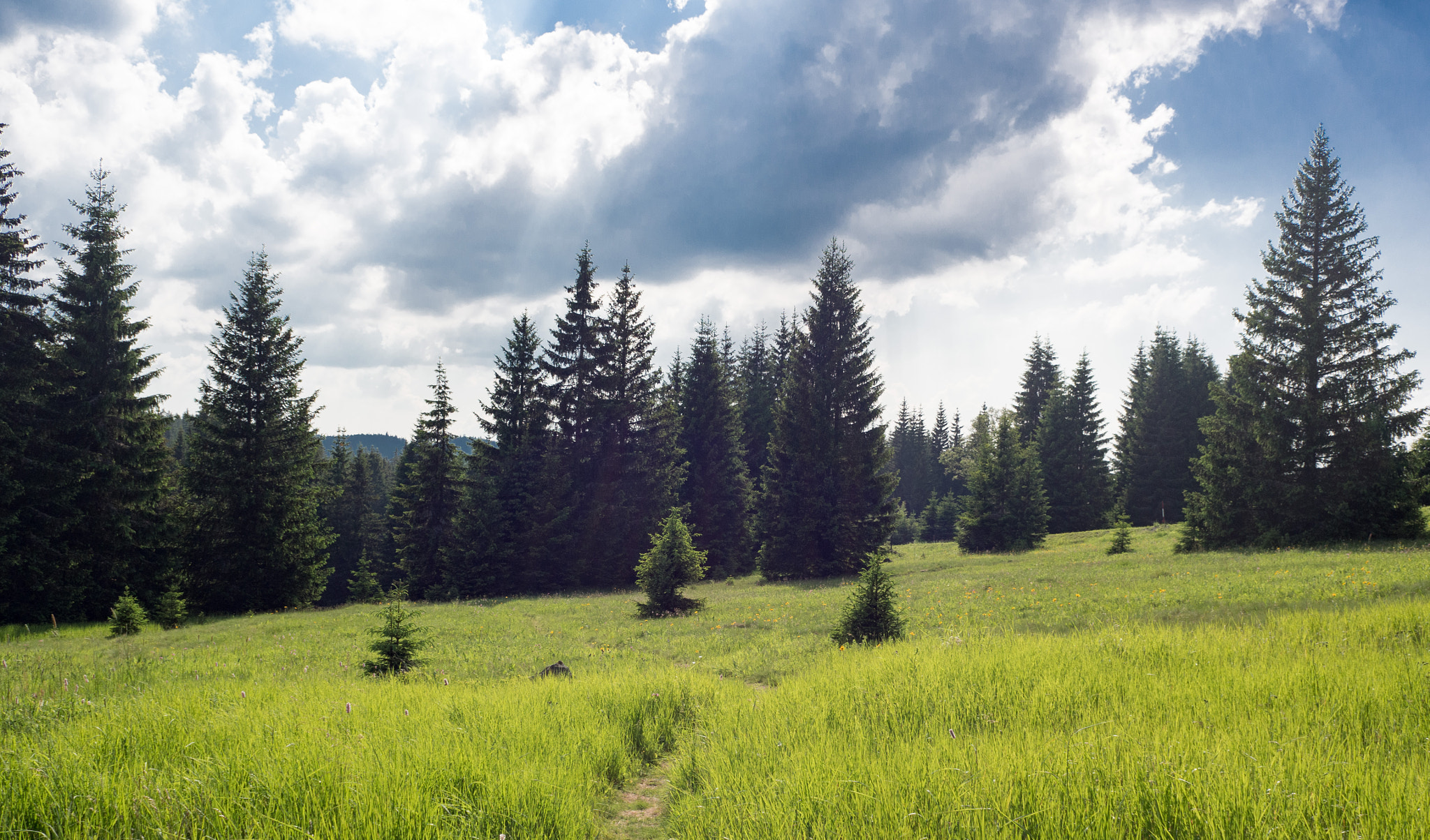 Olympus OM-D E-M10 II + Olympus M.Zuiko Digital 17mm F2.8 Pancake sample photo. Šumava photography