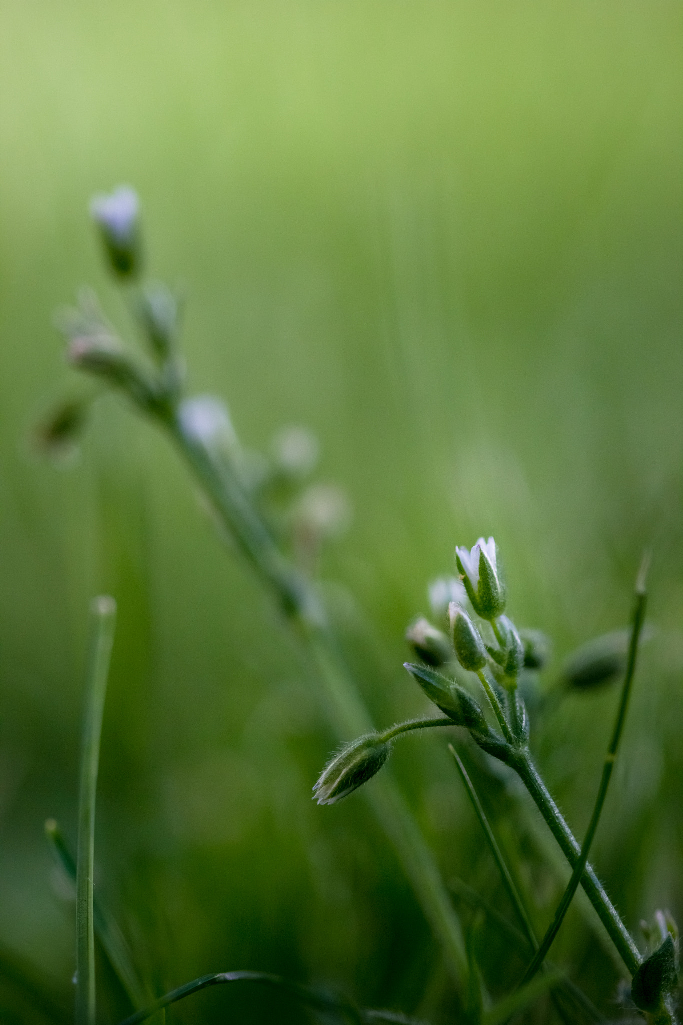 Canon EF 100mm F2.8 Macro USM sample photo. White photography
