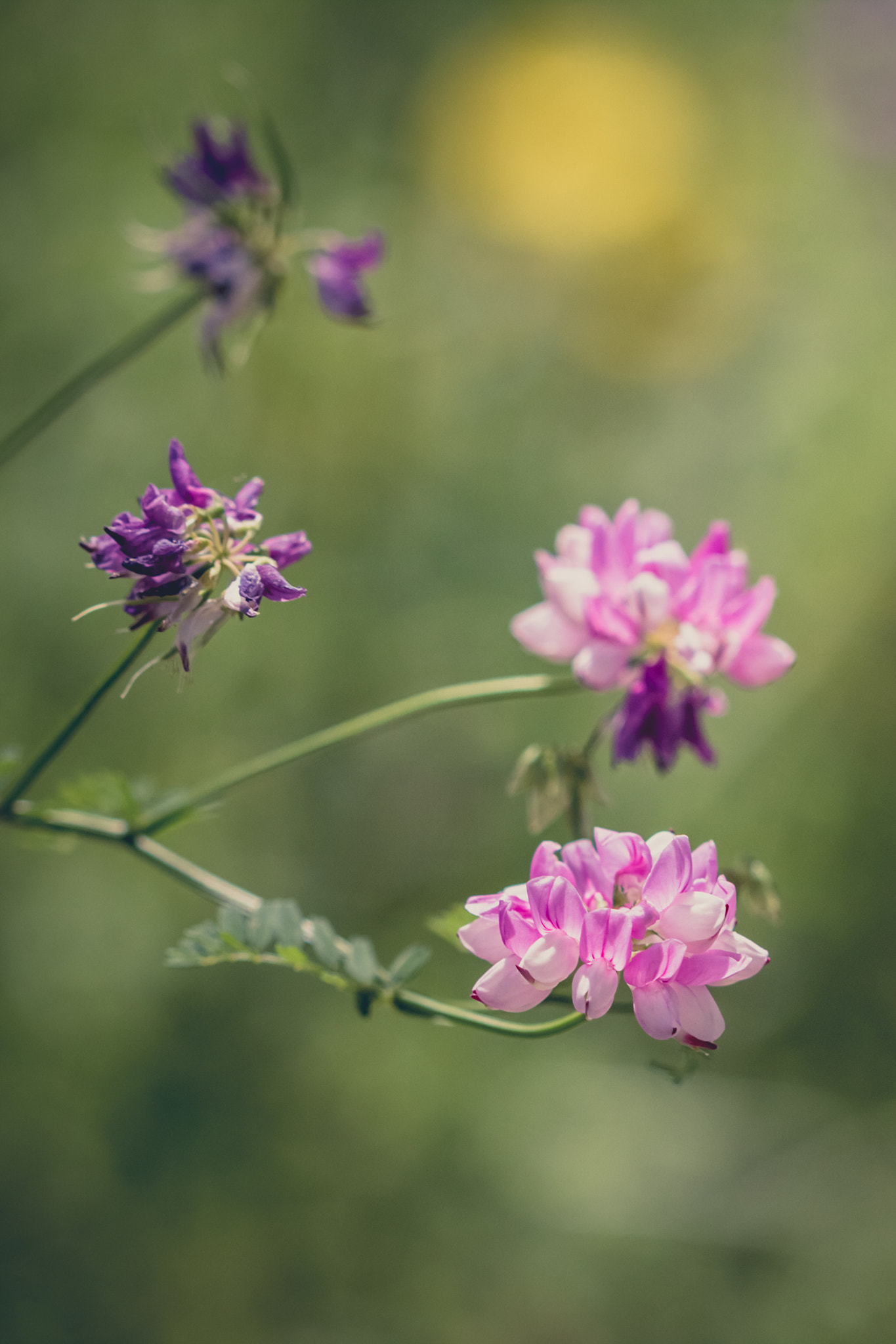 Canon EF 100mm F2.8 Macro USM sample photo. Purple tone photography