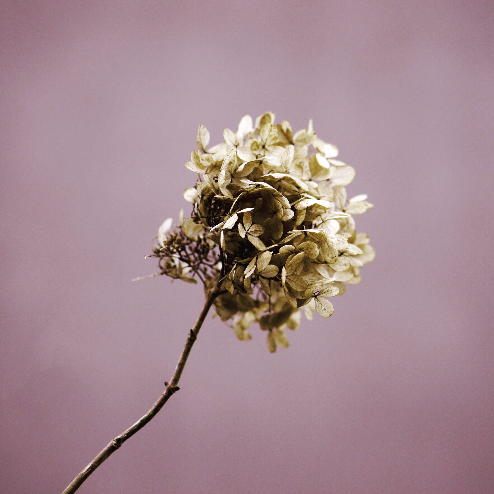 Panasonic Lumix G 42.5mm F1.7 ASPH Power OIS sample photo