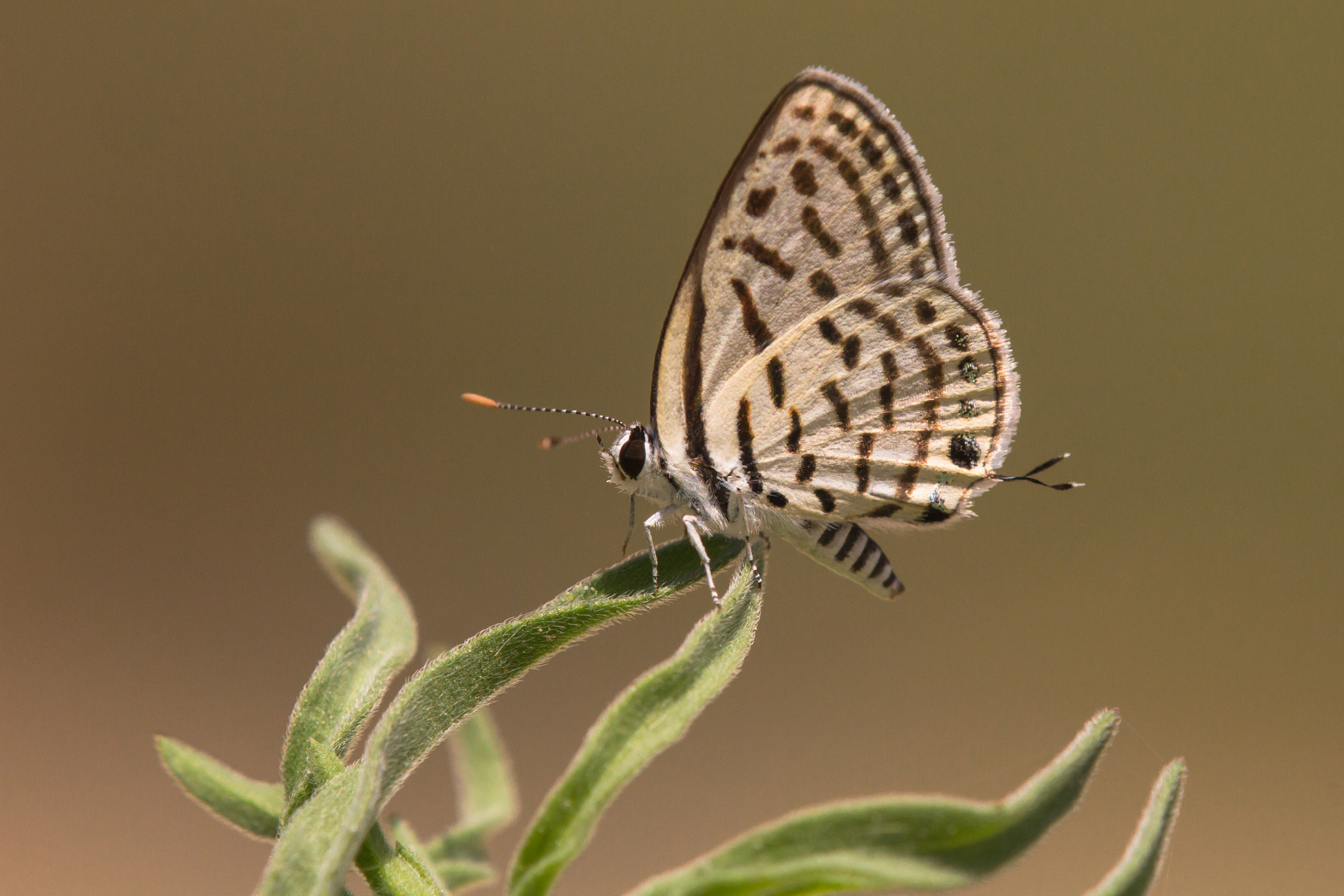 Tamron SP AF 180mm F3.5 Di LD (IF) Macro sample photo. Tarucus rosaceus photography