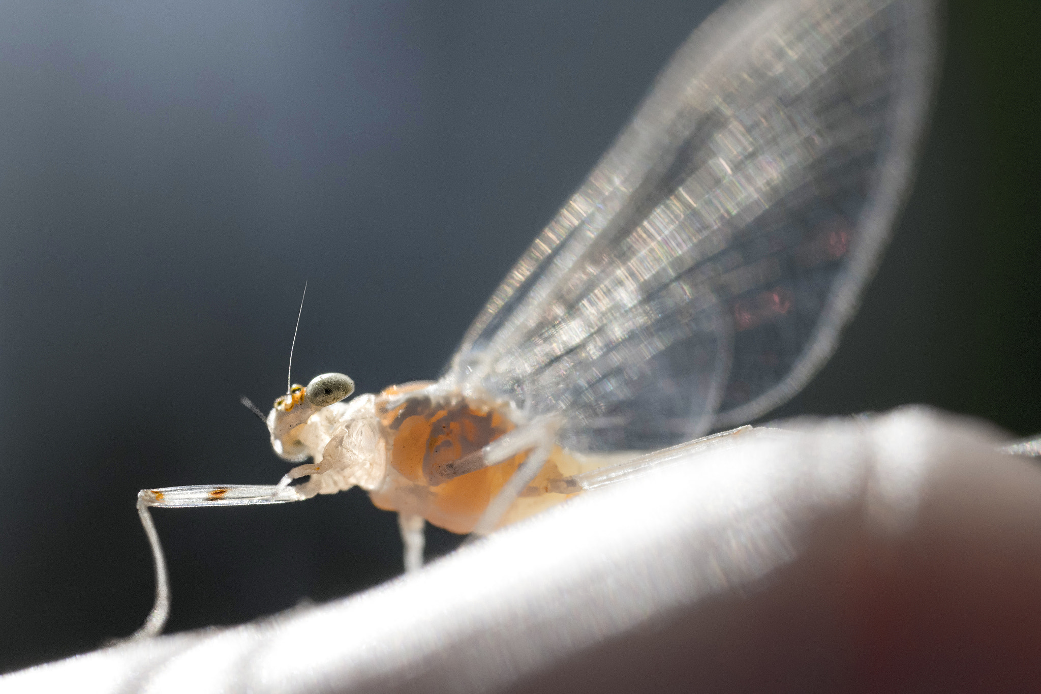 Canon MP-E 65mm F2.5 1-5x Macro Photo sample photo. Ephemeroptera and an index photography
