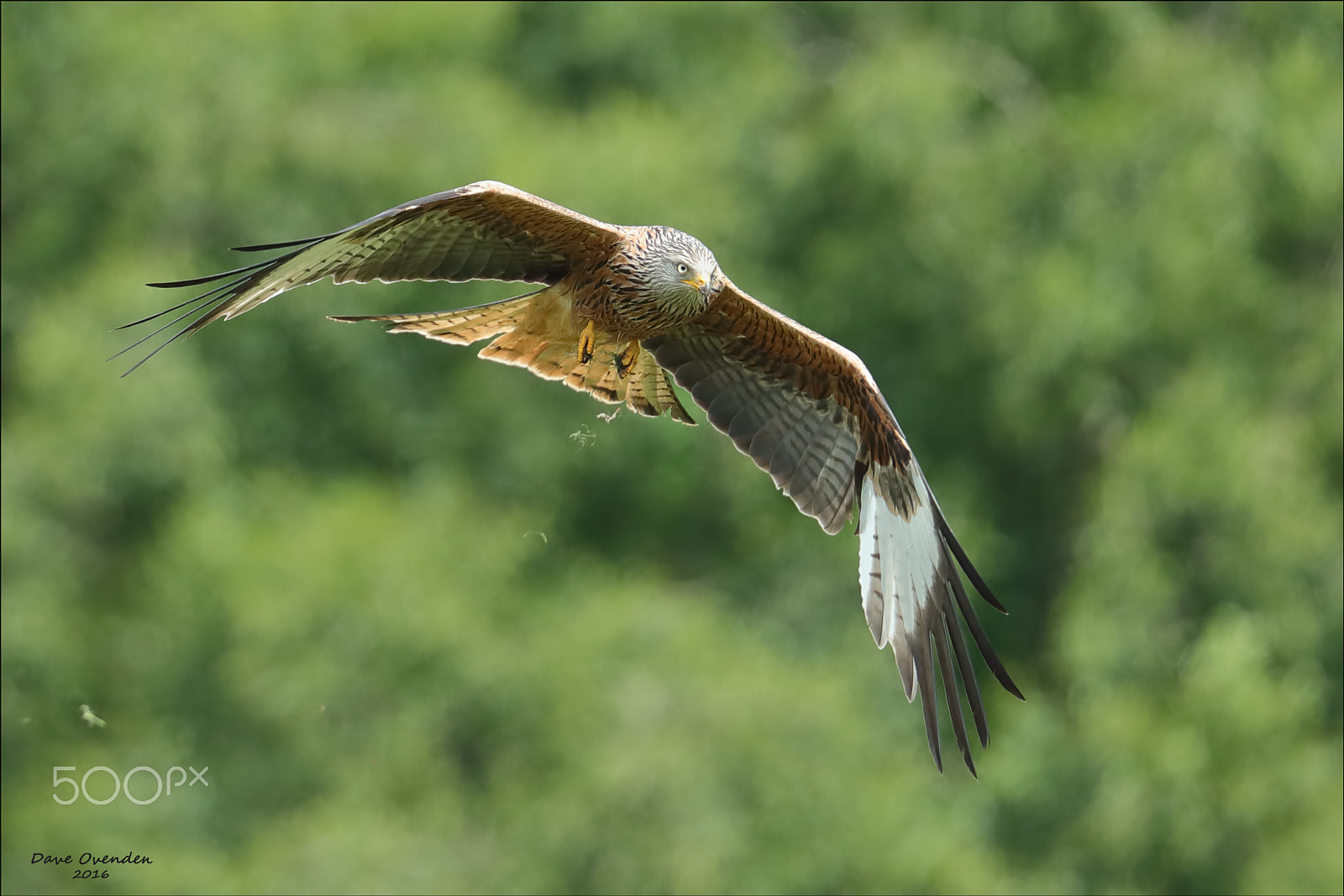 Canon EF 300mm F2.8L IS II USM sample photo. Red kite photography