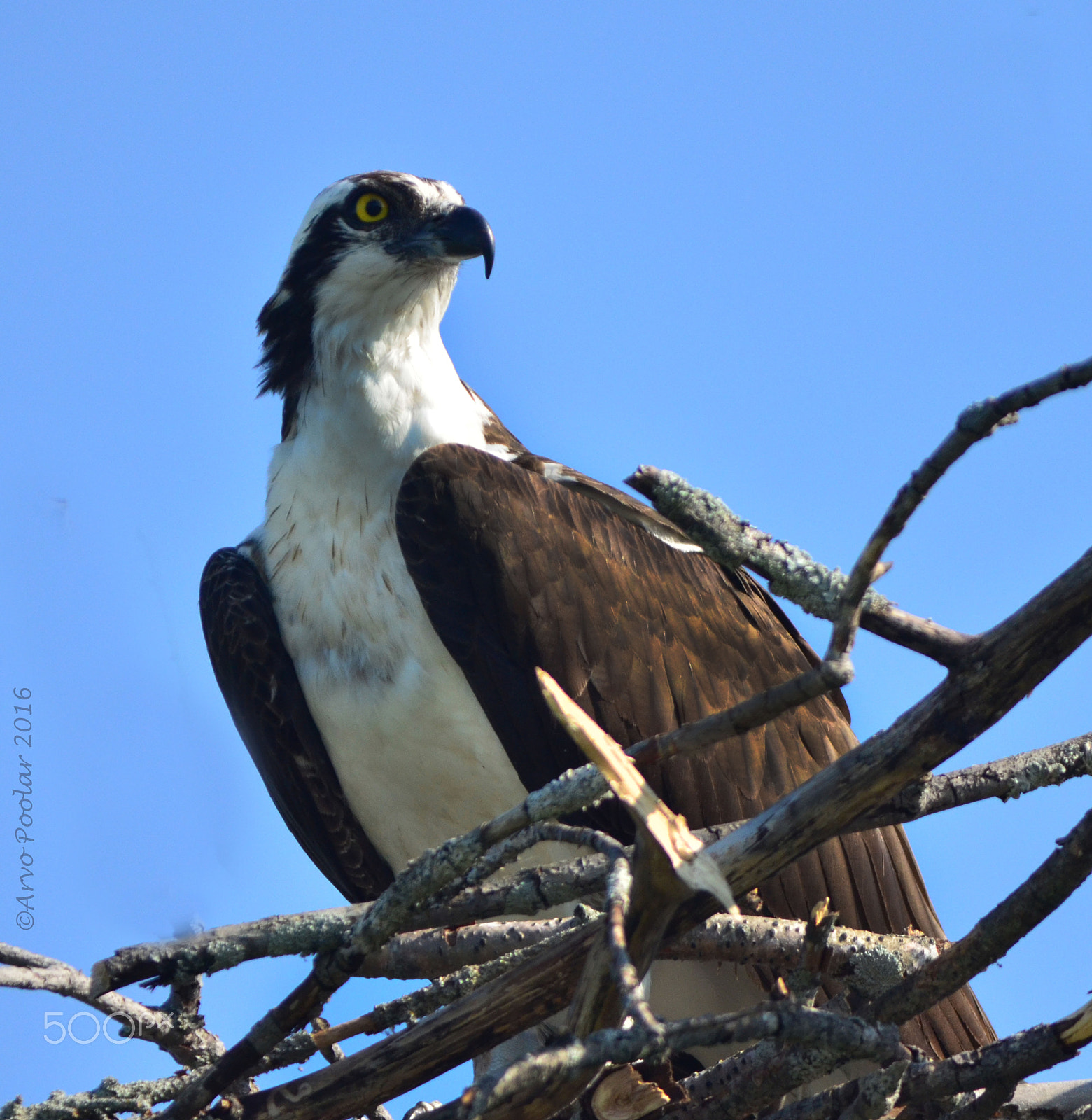 FSA-L2, EDG 65, 800mm F13 G sample photo. Osprey photography