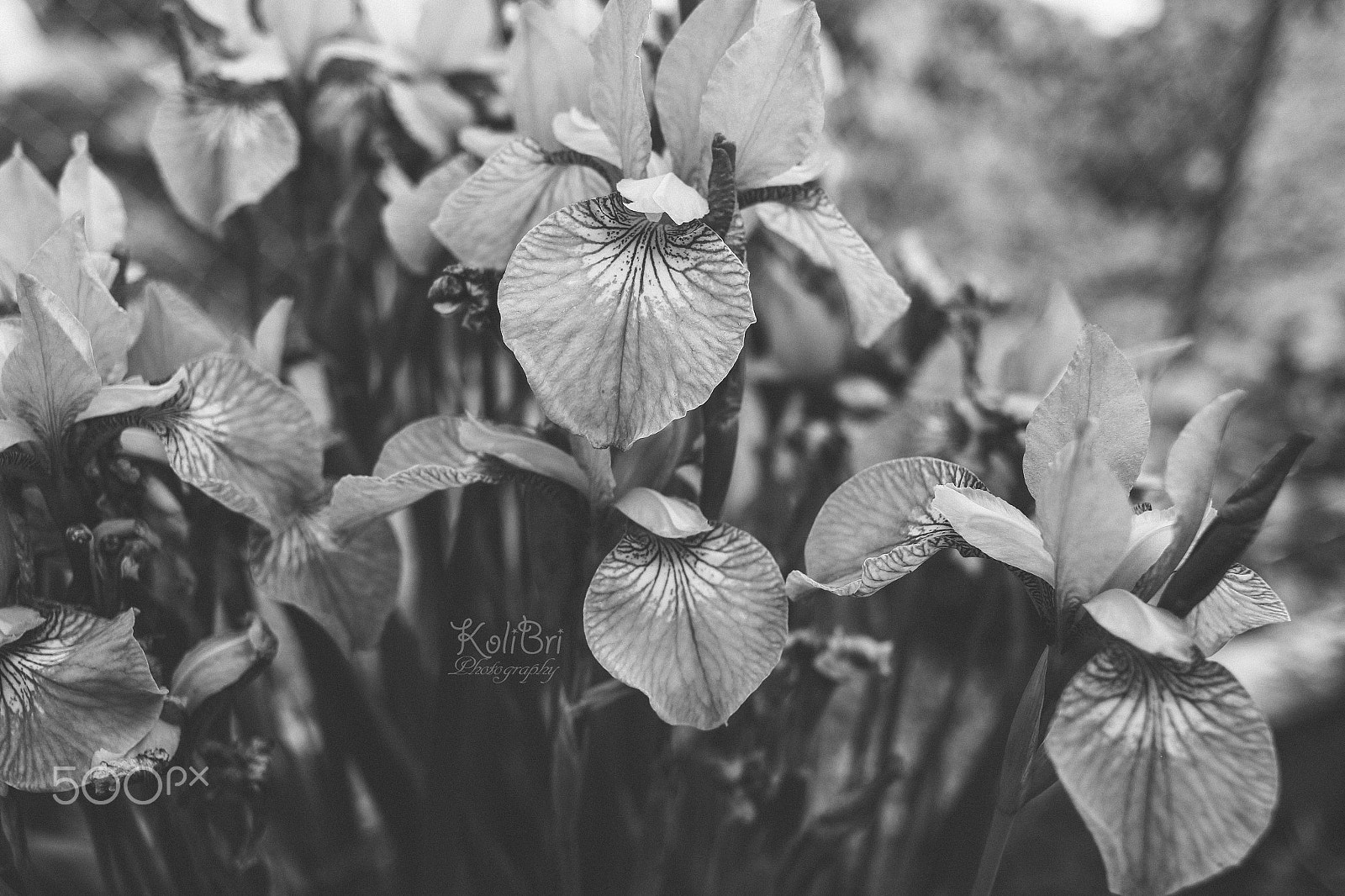 Canon EF 35-80mm f/4-5.6 sample photo. Interesting paint irises photography