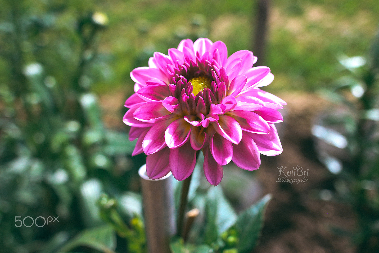 Canon EF 35-80mm f/4-5.6 sample photo. Wonderful dahlia photography