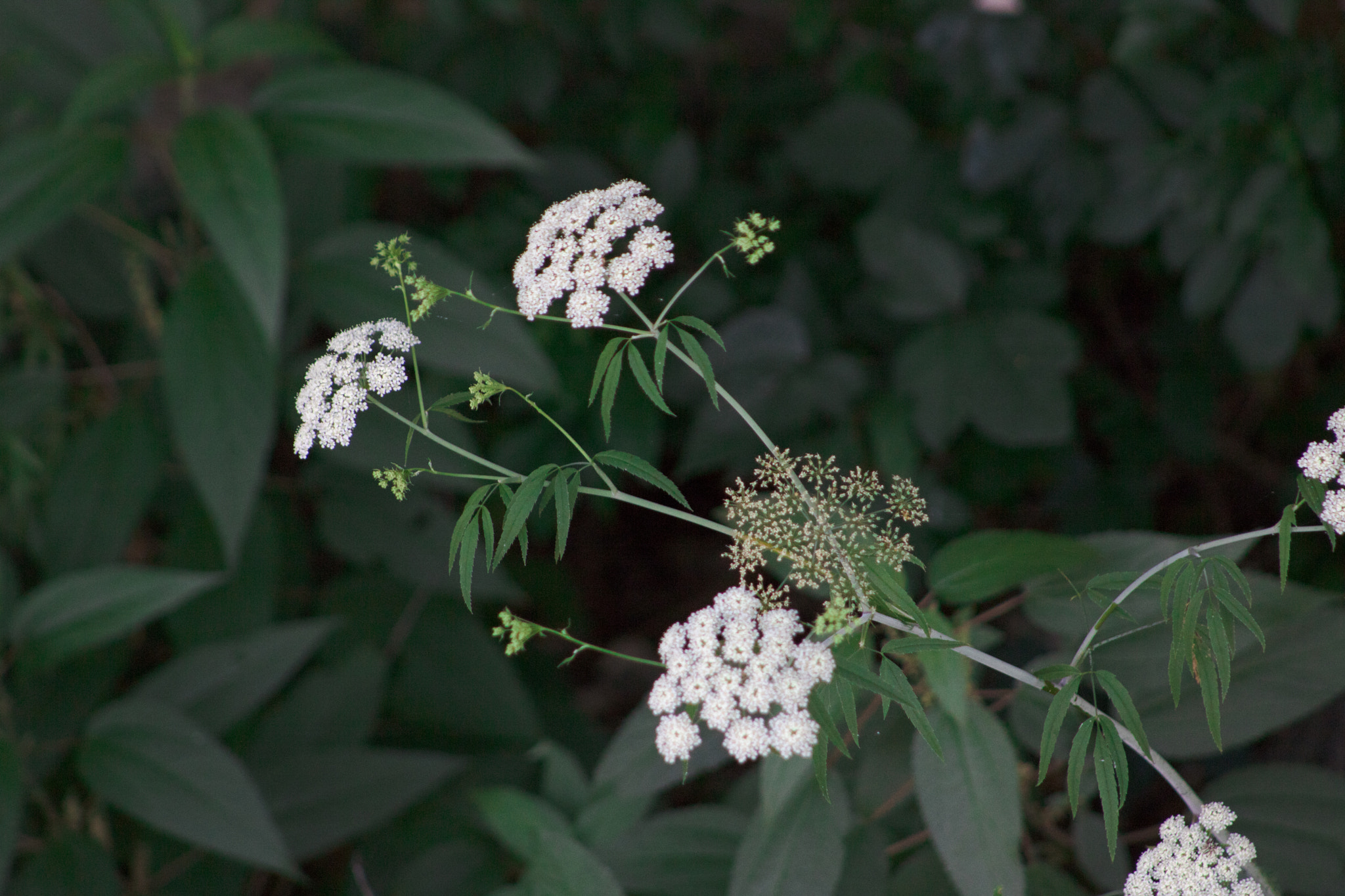 Canon EOS 750D (EOS Rebel T6i / EOS Kiss X8i) + EF75-300mm f/4-5.6 sample photo. Flor photography