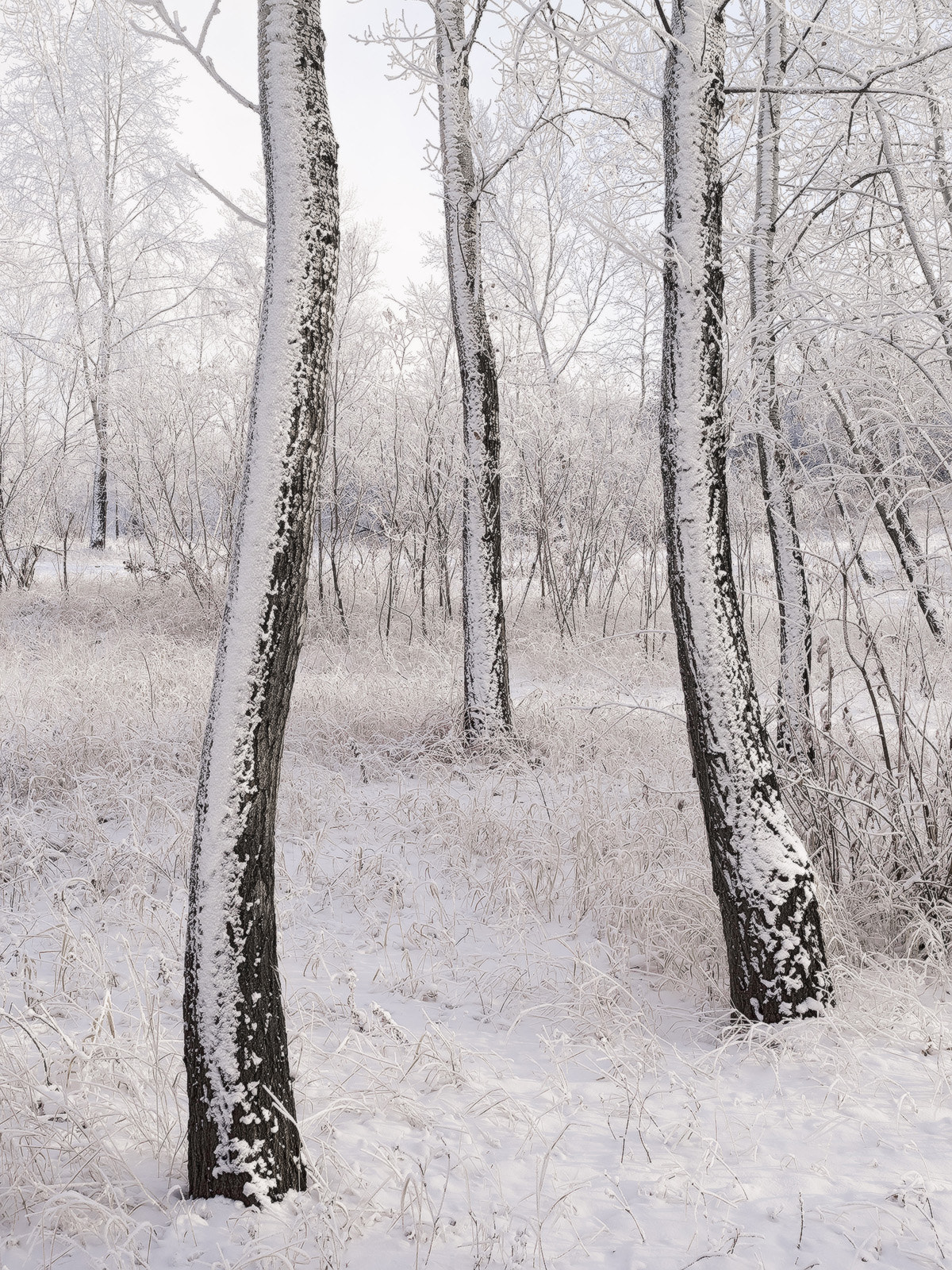 Olympus Zuiko Digital ED 12-60mm F2.8-4.0 SWD sample photo. Snowiness photography