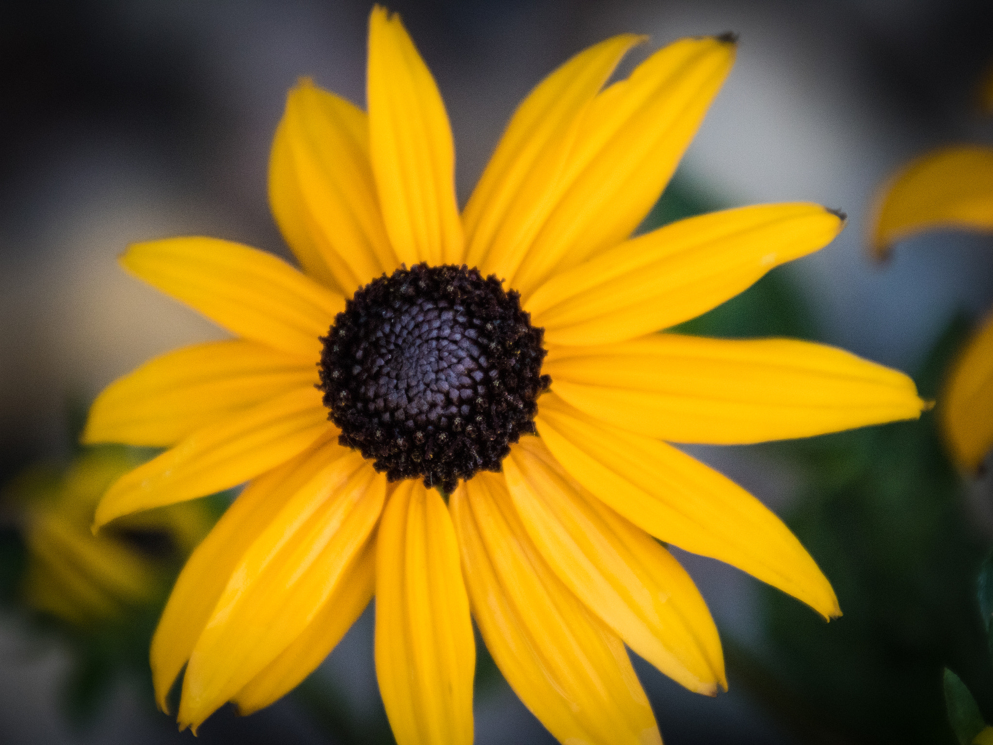 Canon EOS 760D (EOS Rebel T6s / EOS 8000D) sample photo. Daisy by store photography