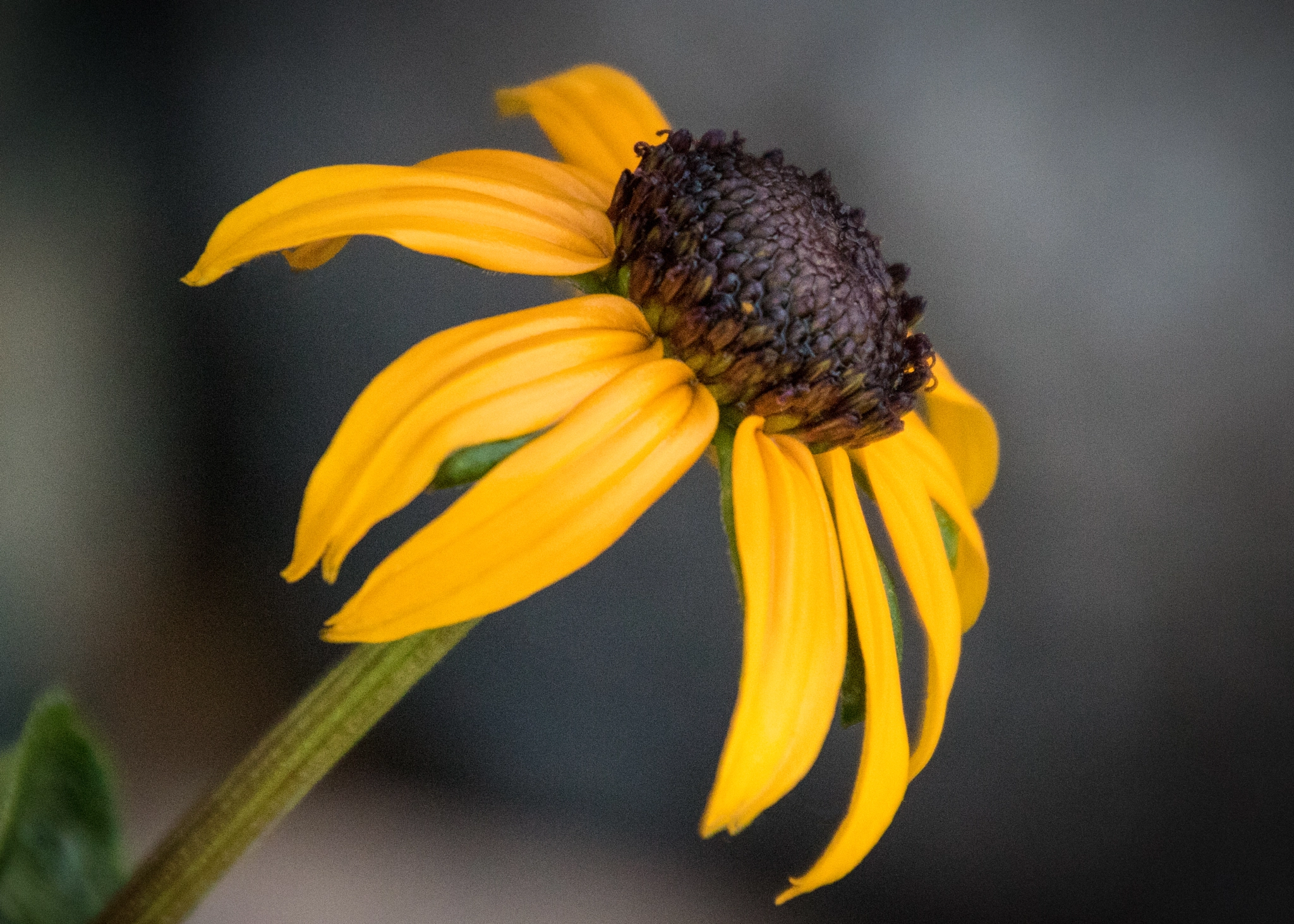 Canon EOS 760D (EOS Rebel T6s / EOS 8000D) sample photo. Yellow daisy by store photography