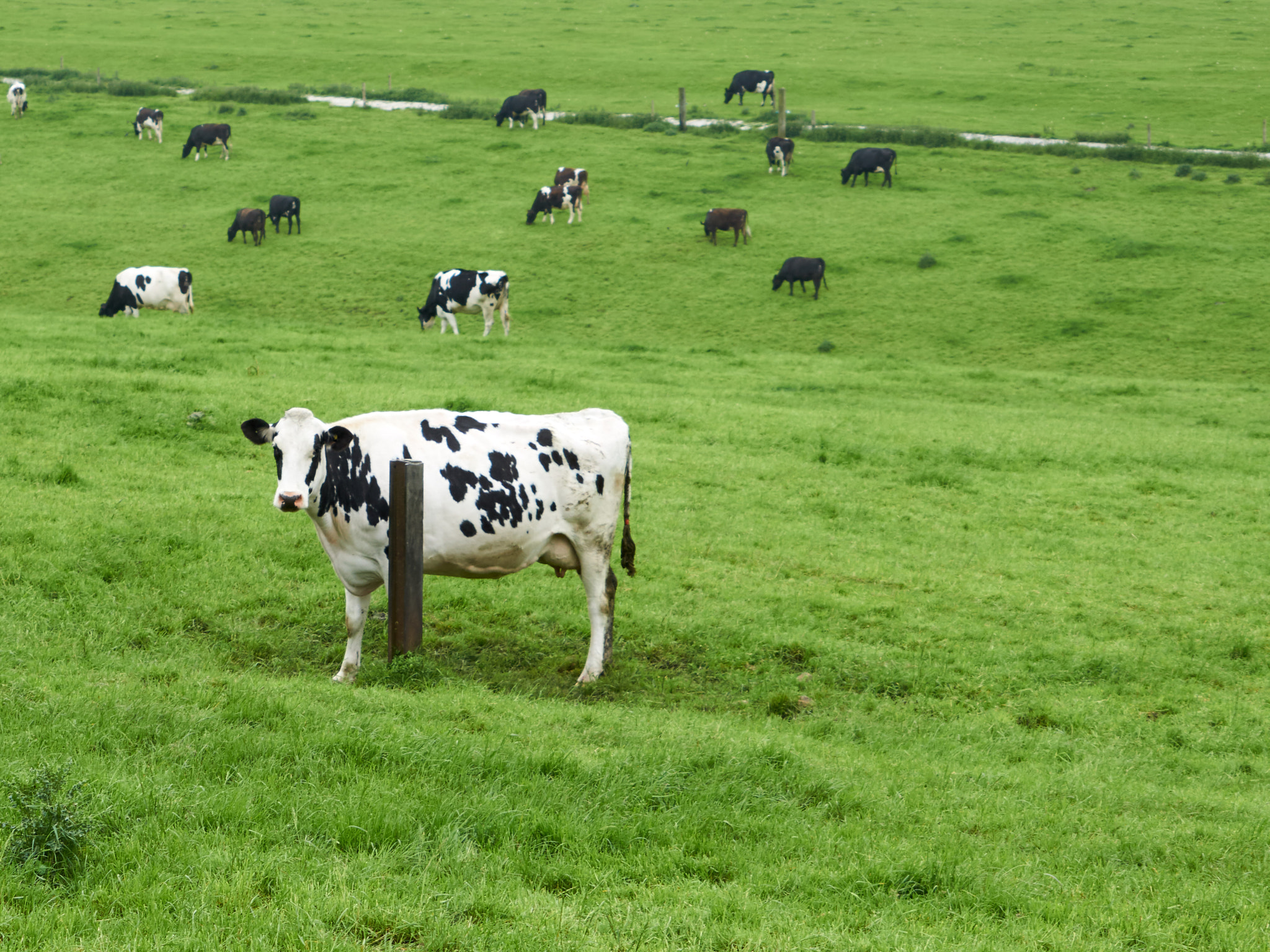 Sony a6000 + Sony FE 24-240mm F3.5-6.3 OSS sample photo. Grazing cows photography