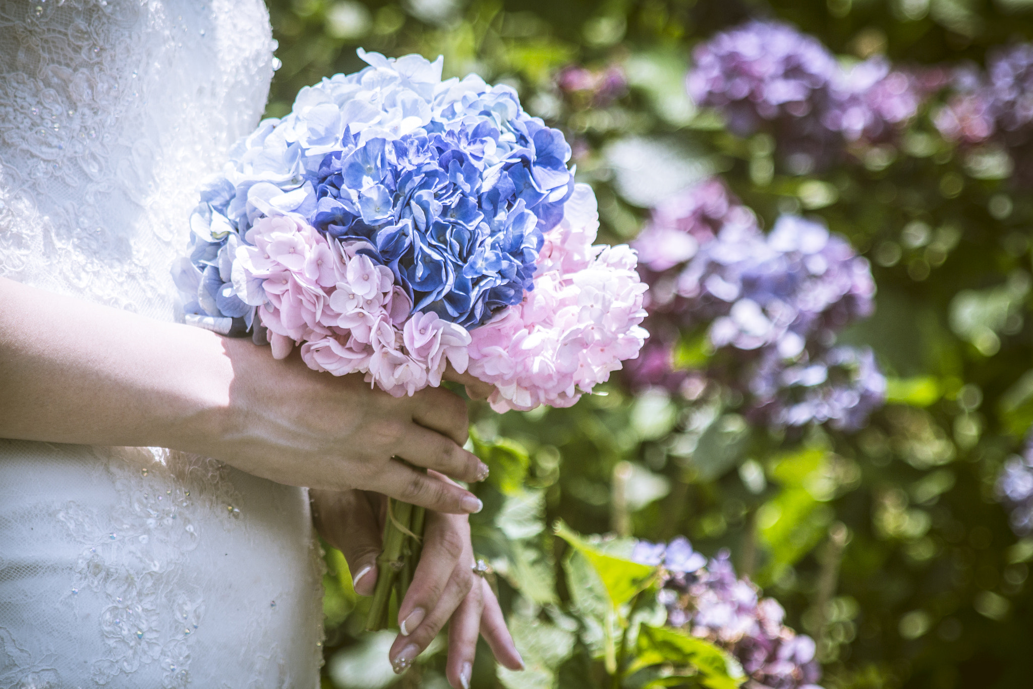 Canon EF 28-105mm f/3.5-4.5 USM sample photo. A surprise of traveling hydrangea garden photography