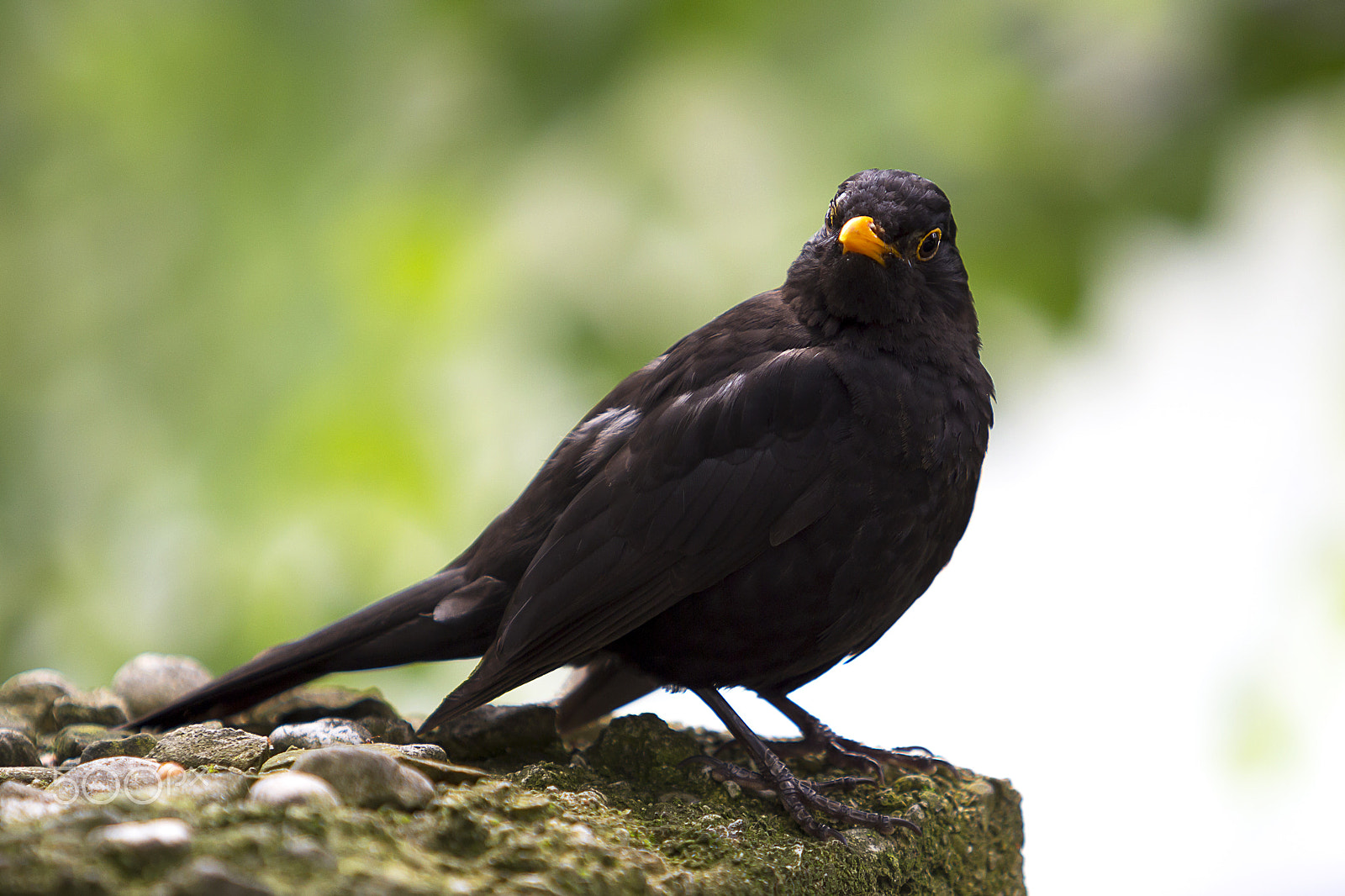 Canon EF 70-200mm F2.8L USM sample photo. Blackbird photography
