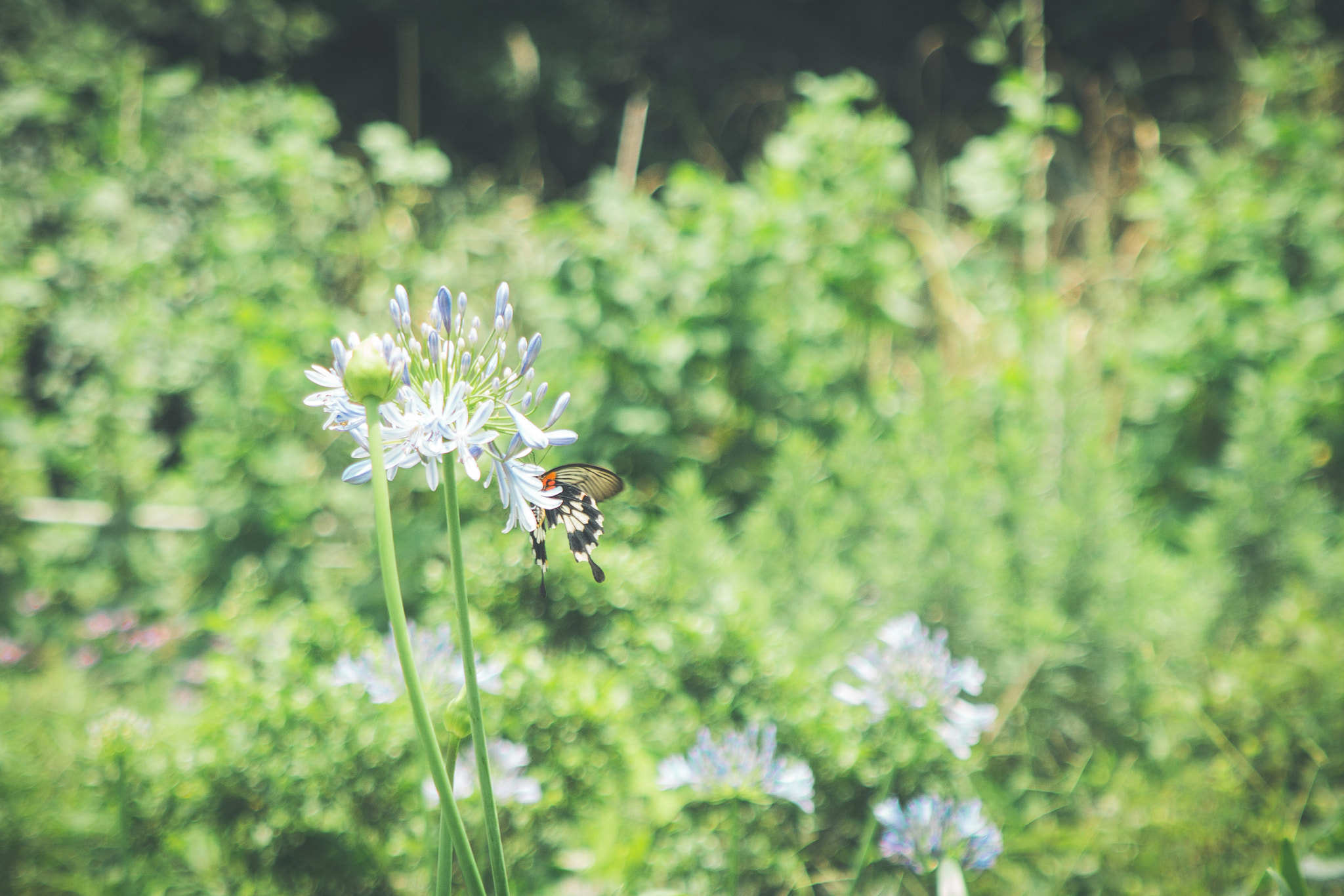 Canon EF 28-105mm f/3.5-4.5 USM sample photo. A dreaming garden photography