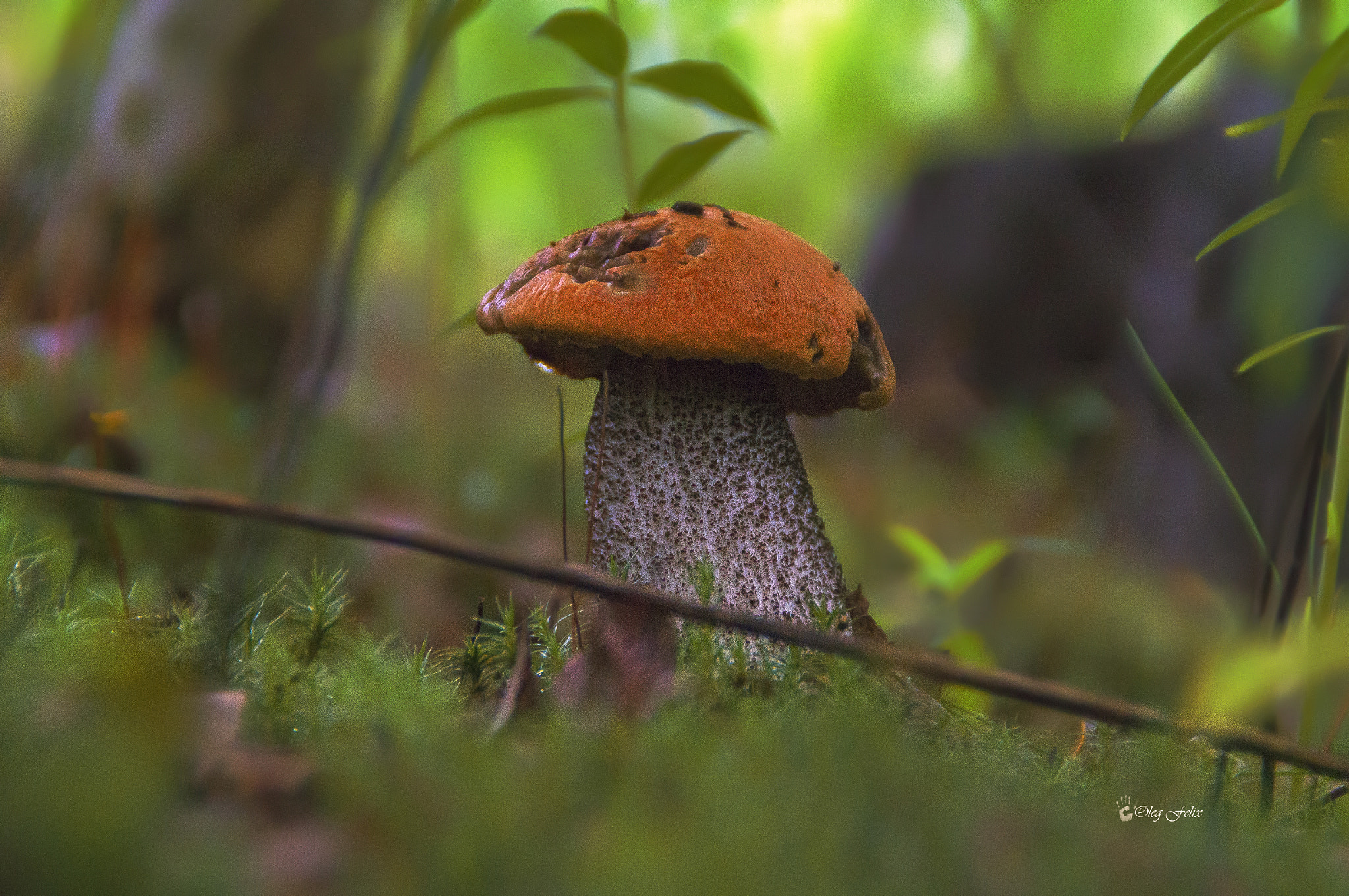 Sony SLT-A37 sample photo. Mushroom-well done!!! photography