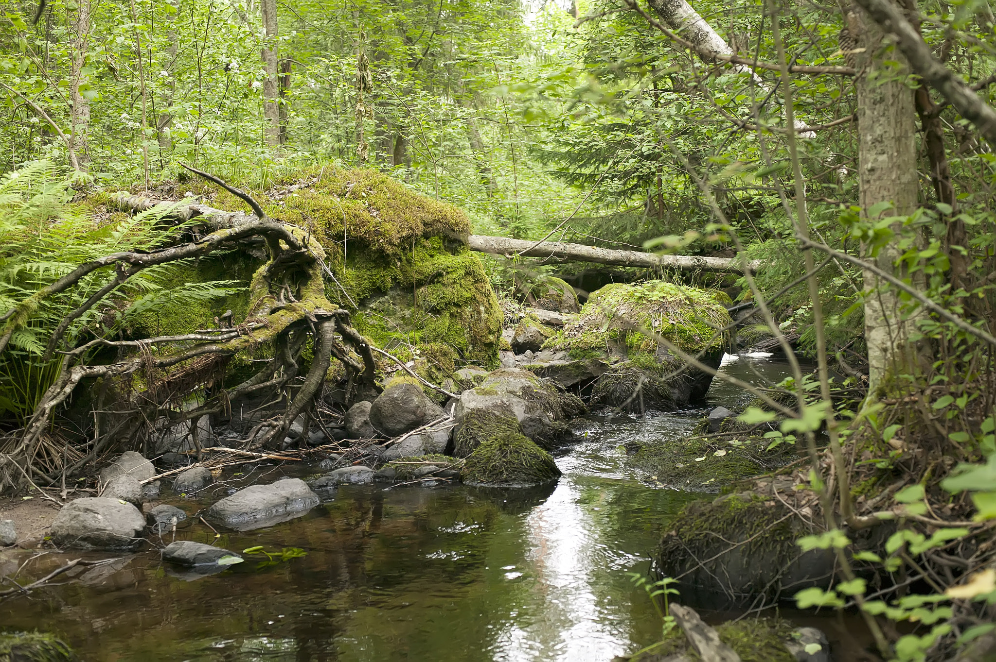Canon EOS-1Ds sample photo. Foreststream photography