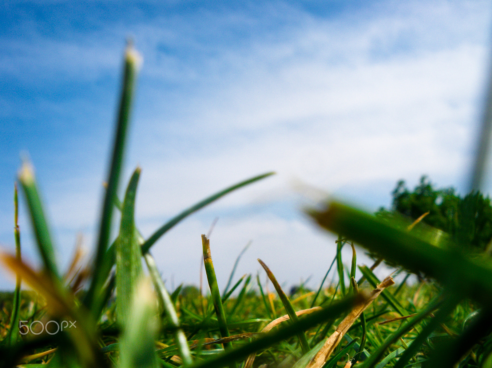 Pentax Optio M60 sample photo. Green green grass photography