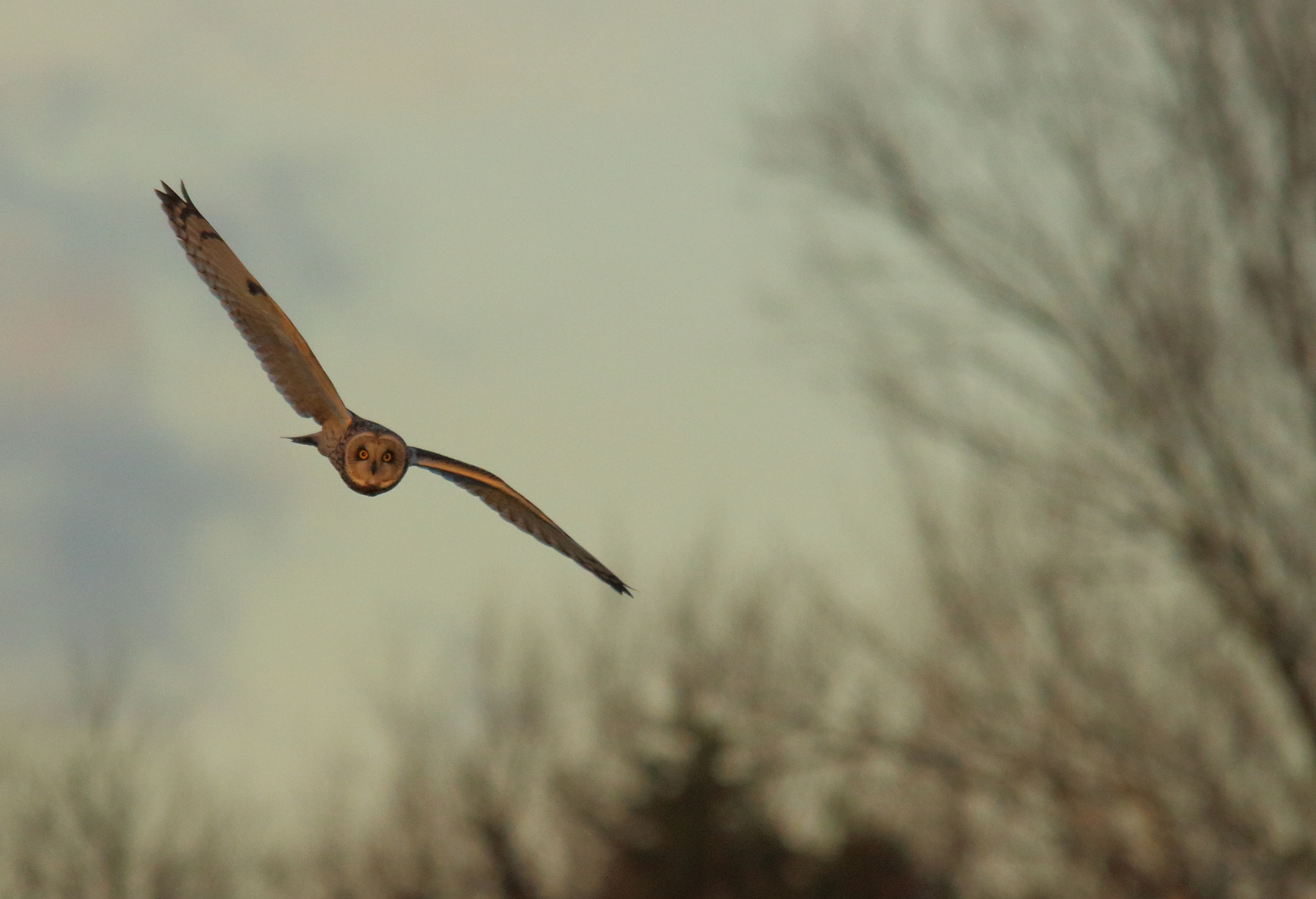 Canon EOS 100D (EOS Rebel SL1 / EOS Kiss X7) + Sigma 150-500mm F5-6.3 DG OS HSM sample photo. A short eared owl in the light of a setting sun. w ... photography