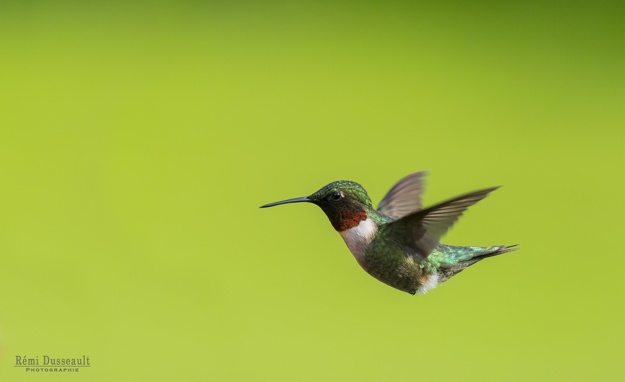 Nikon AF-S Nikkor 200-500mm F5.6E ED VR sample photo. Hummingbird photography