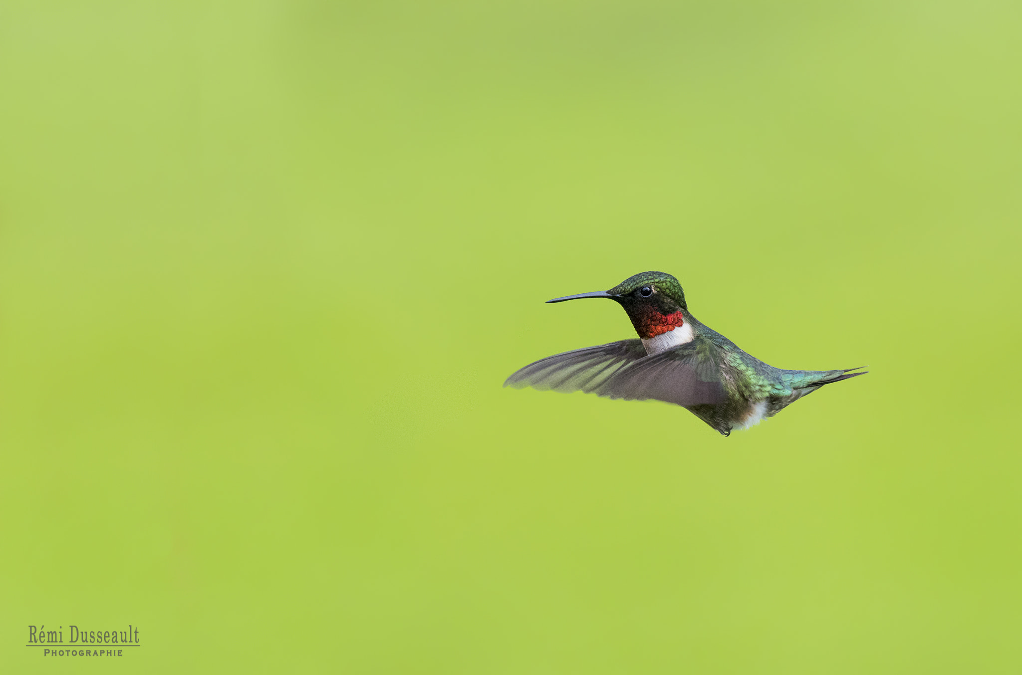 Nikon AF-S Nikkor 200-500mm F5.6E ED VR sample photo. Hummingbird photography