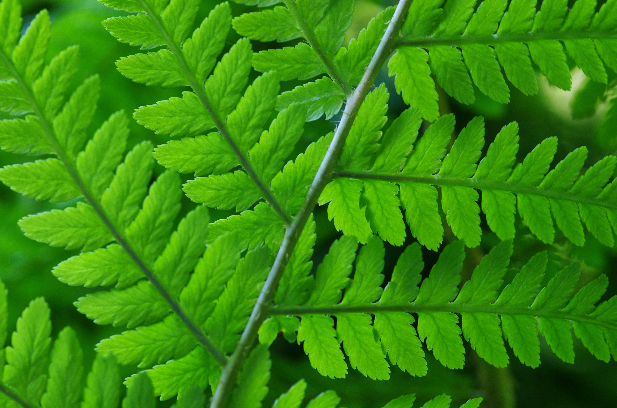 Pentax smc D-FA 100mm F2.8 Macro WR sample photo. Under the forest photography