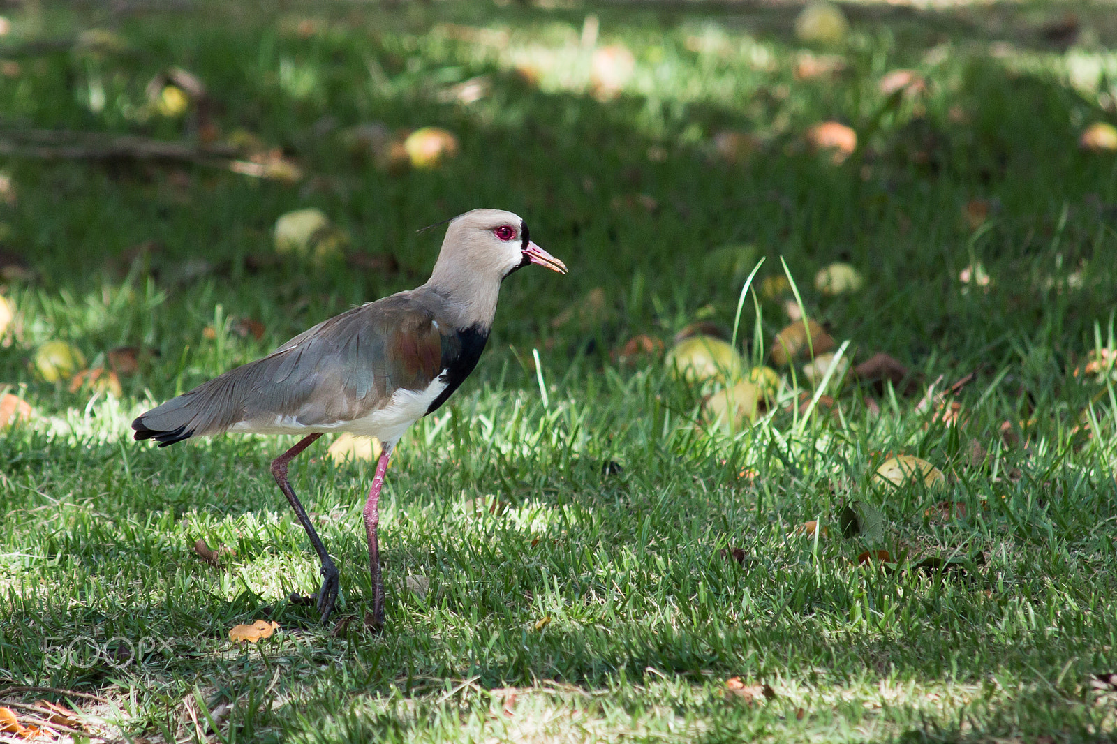 Canon EOS 650D (EOS Rebel T4i / EOS Kiss X6i) sample photo. Southern lapwing photography