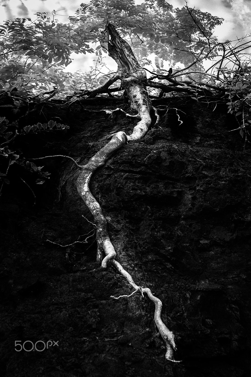 Nikon D300S sample photo. Strength in adversity photography