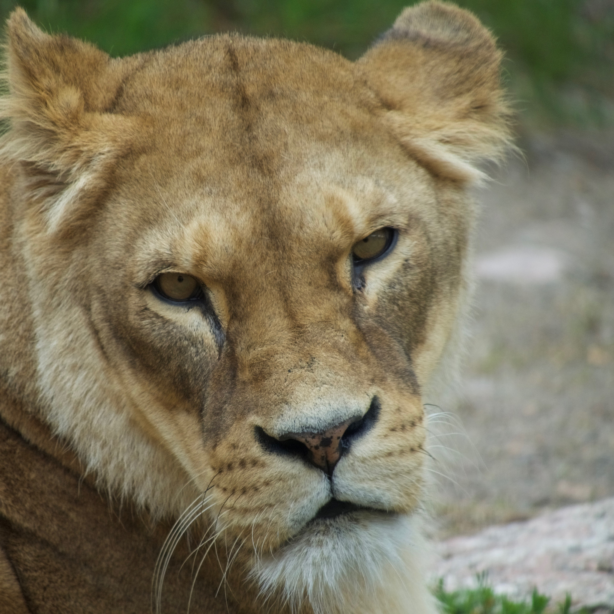 Olympus OM-D E-M5 II sample photo. Lioness photography